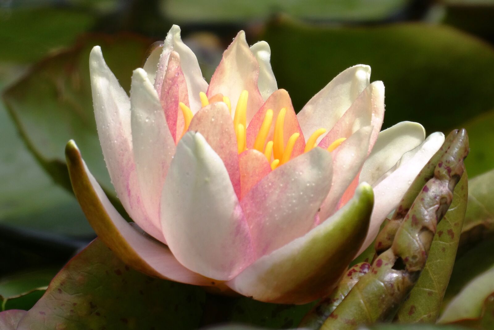 Panasonic Lumix DC-ZS70 (Lumix DC-TZ90) sample photo. Water lily, ditch, flower photography