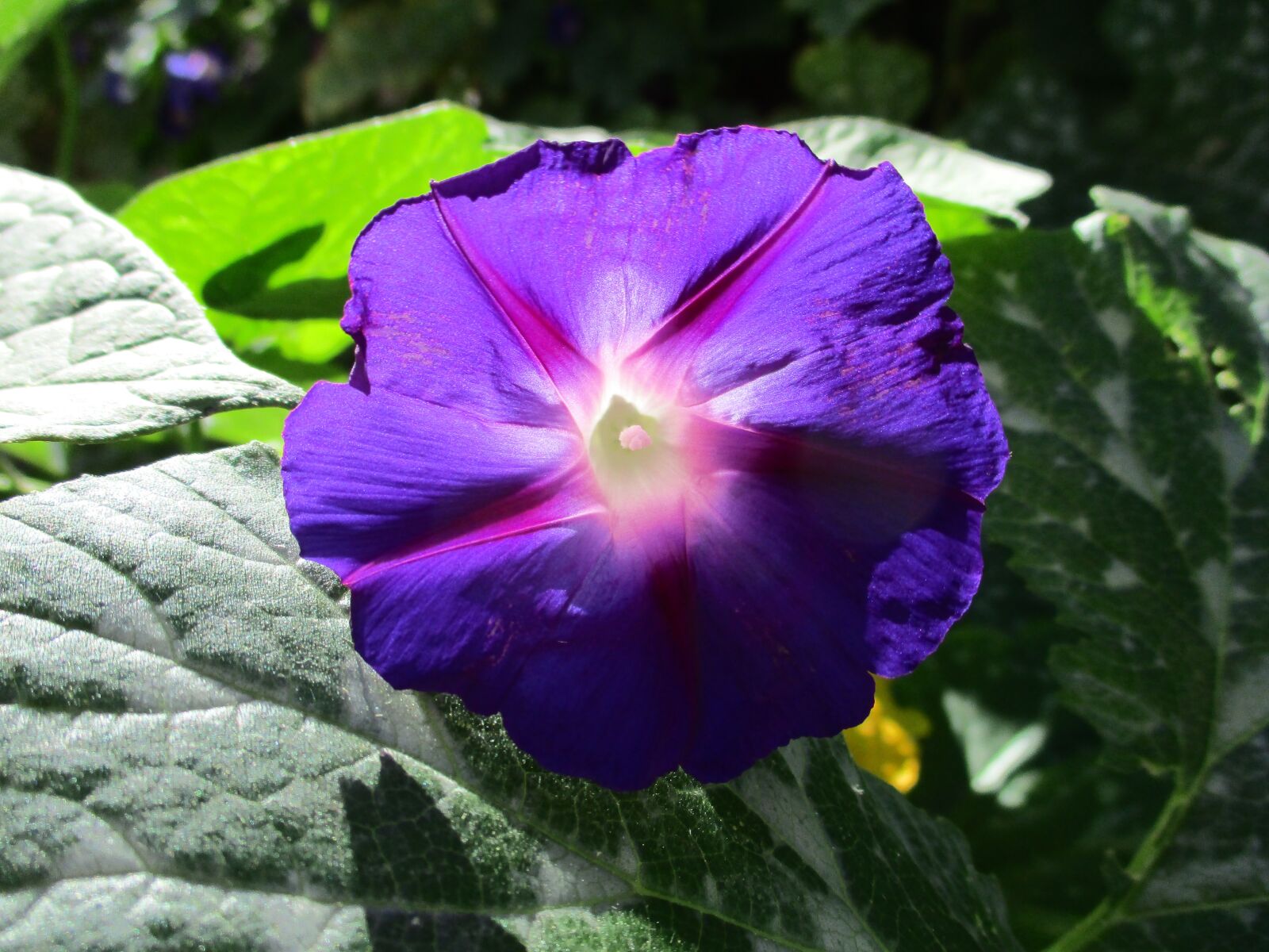 Canon PowerShot ELPH 180 (IXUS 175 / IXY 180) sample photo. Morning glory, purple, flower photography