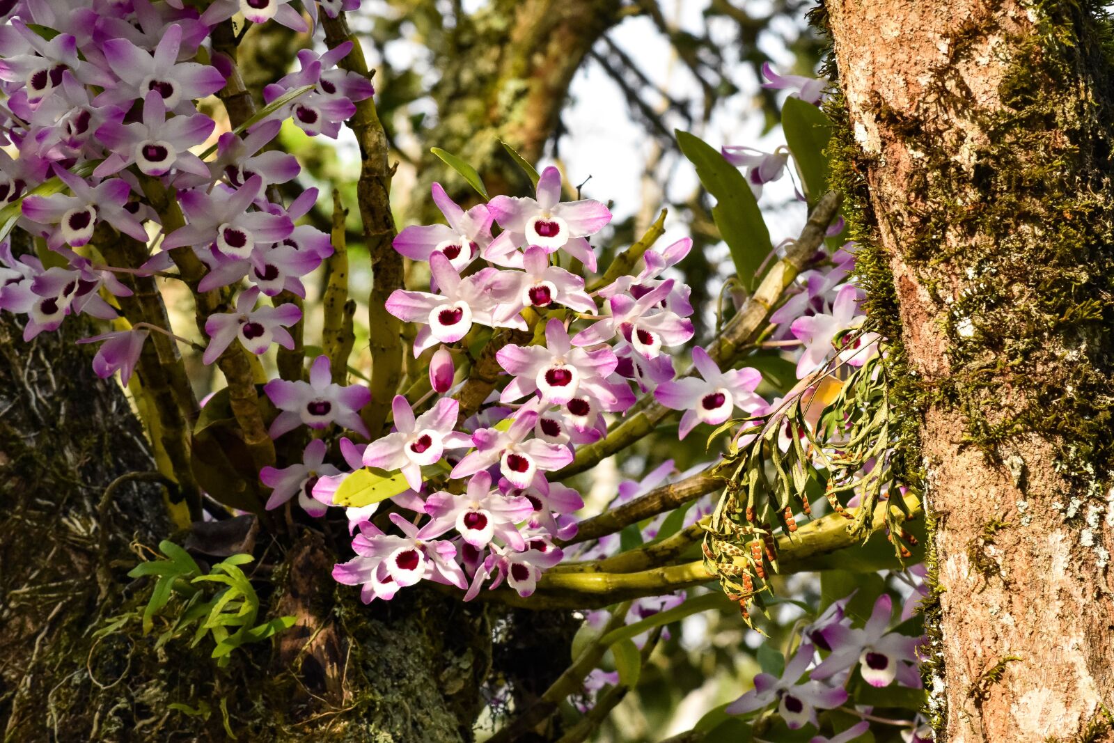 Nikon D5500 sample photo. Flower, garden, nature photography