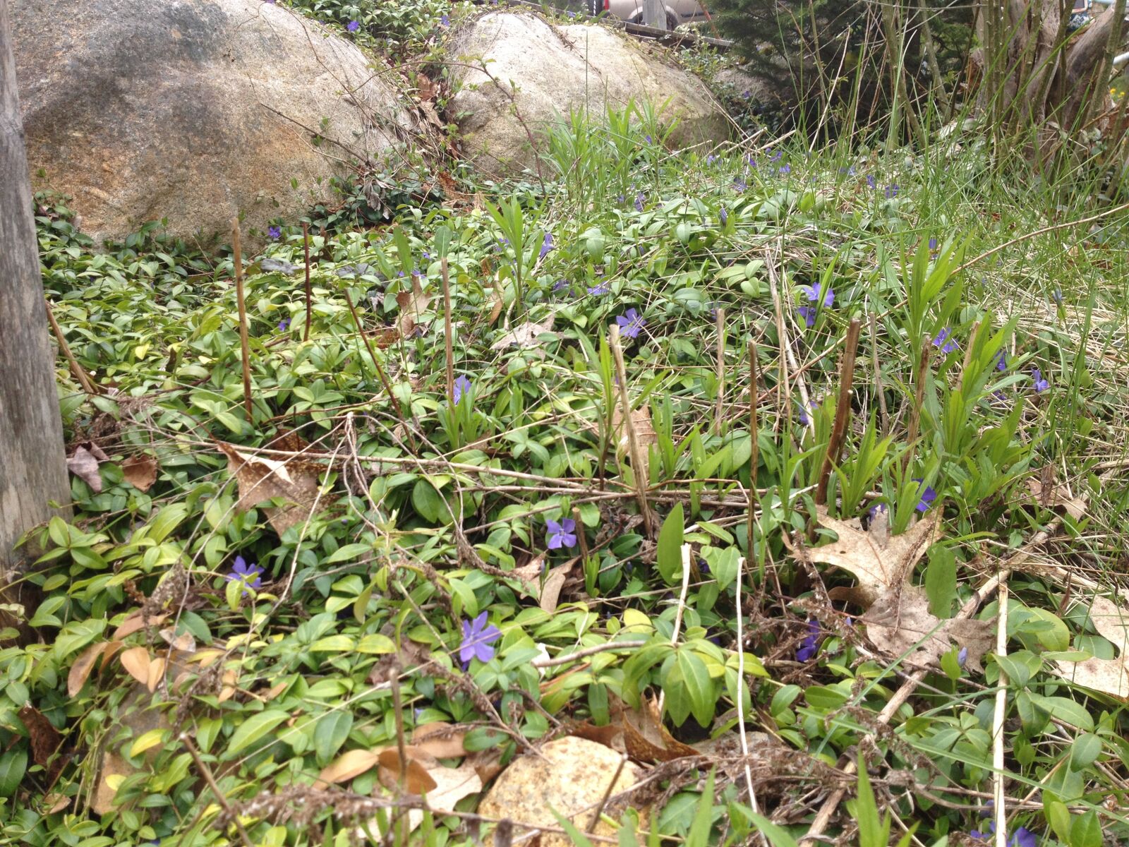iPhone 4S back camera 4.28mm f/2.4 sample photo. Flowers, nature, purple, spring photography