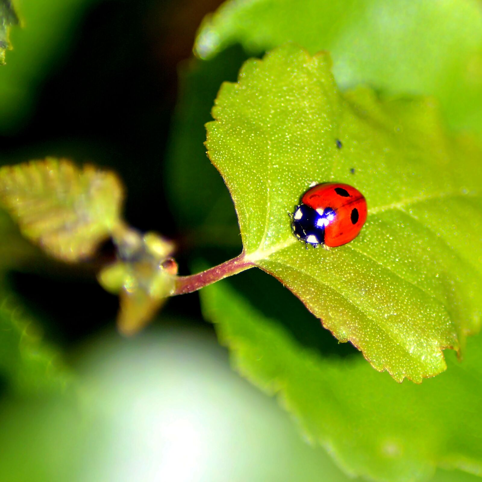 Nikon D3200 sample photo. Ladybug, red, ladybug leaf photography