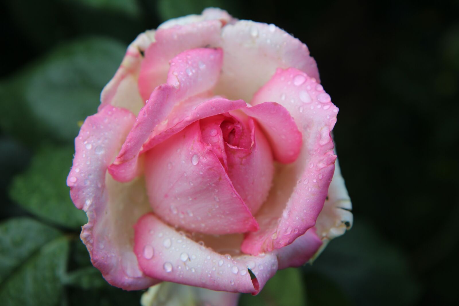 Canon EOS 600D (Rebel EOS T3i / EOS Kiss X5) sample photo. Pink, pink rose, rosebush photography