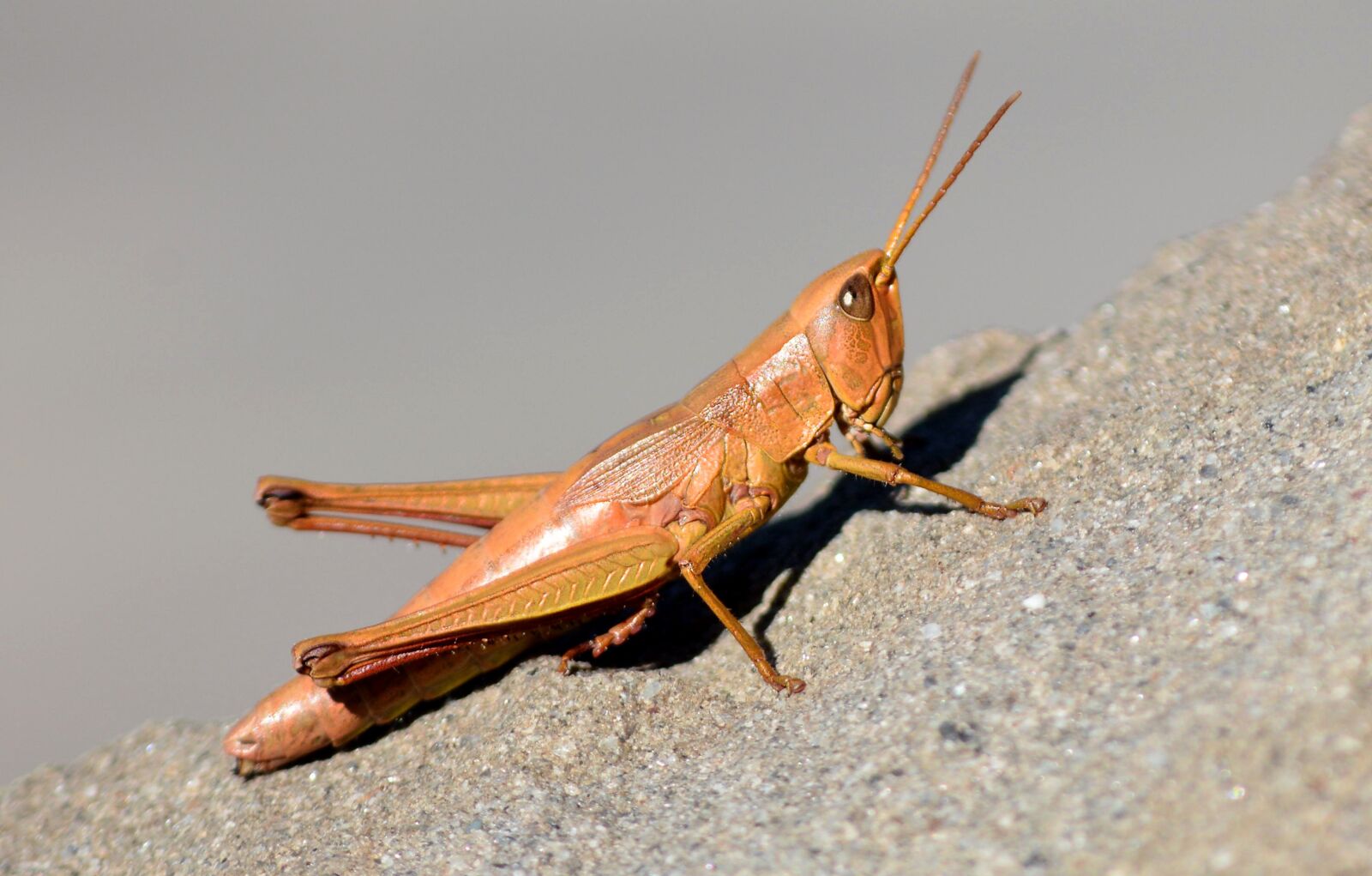 Nikon D7100 sample photo. Grasshopper, nature, insect photography