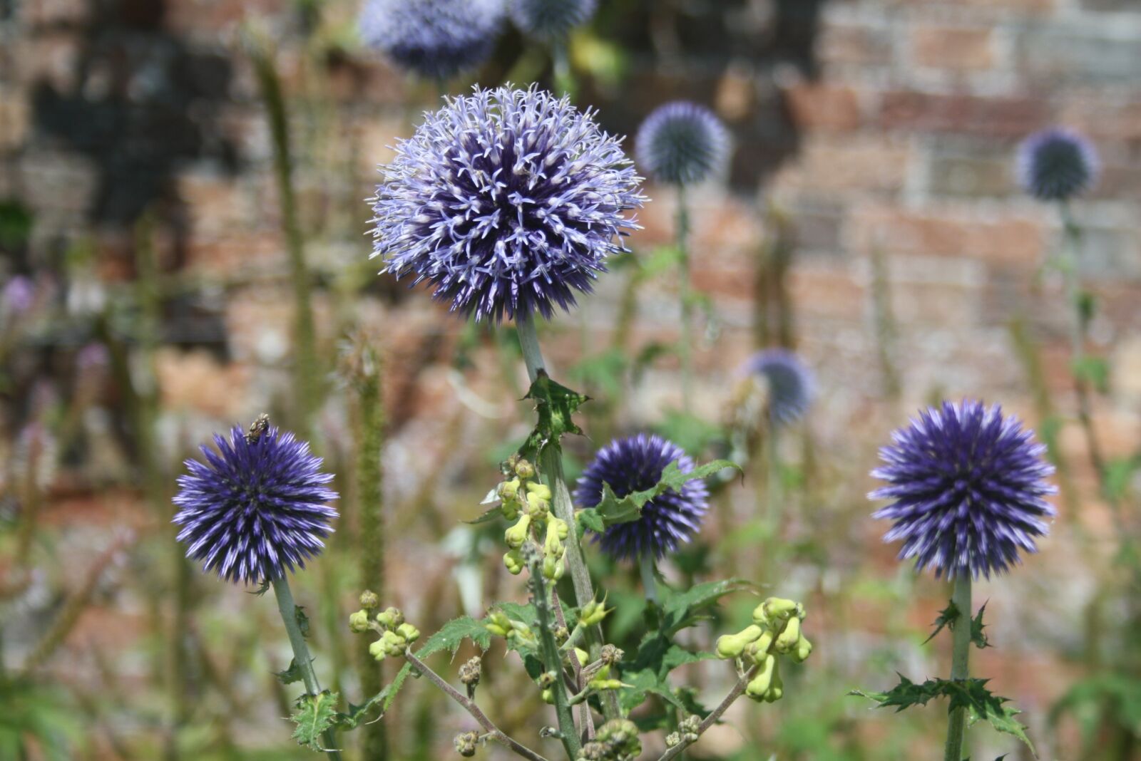 Canon EOS 1000D (EOS Digital Rebel XS / EOS Kiss F) sample photo. Flower, summer, plant photography