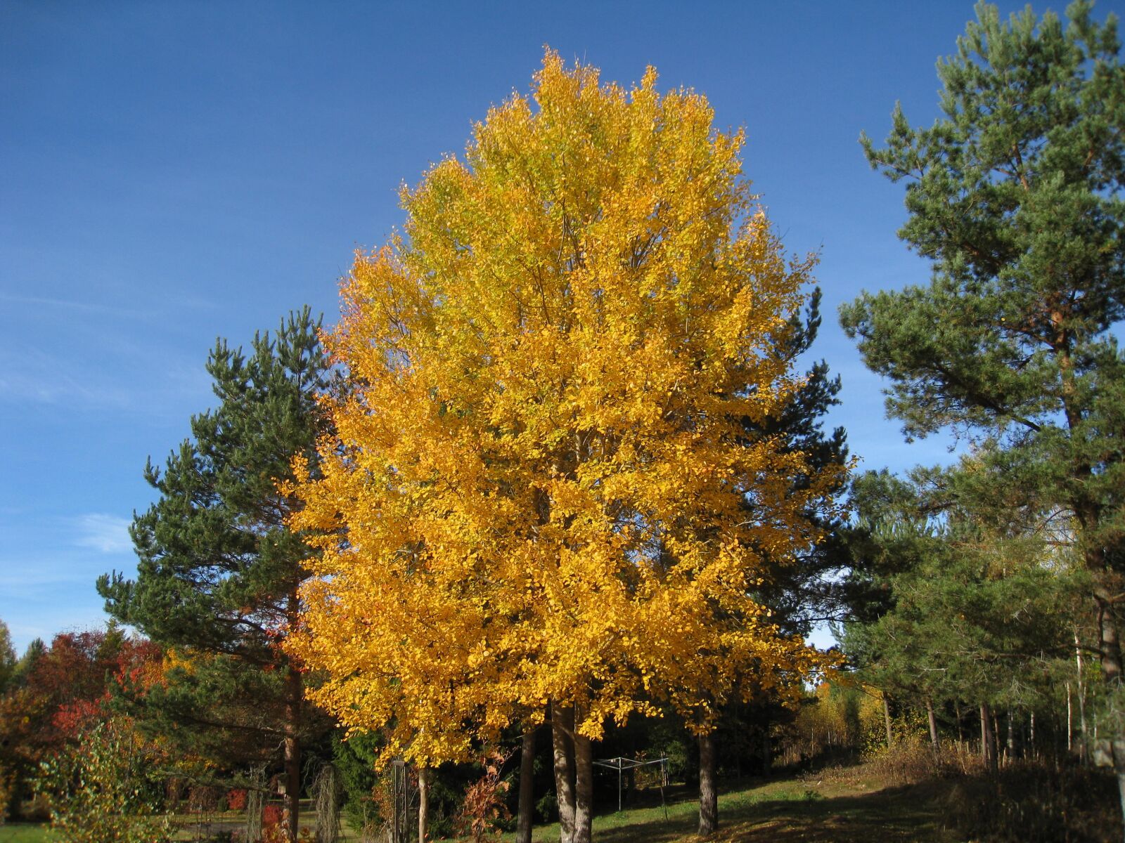 Canon DIGITAL IXUS 860 IS sample photo. Autumn, tree, colors photography