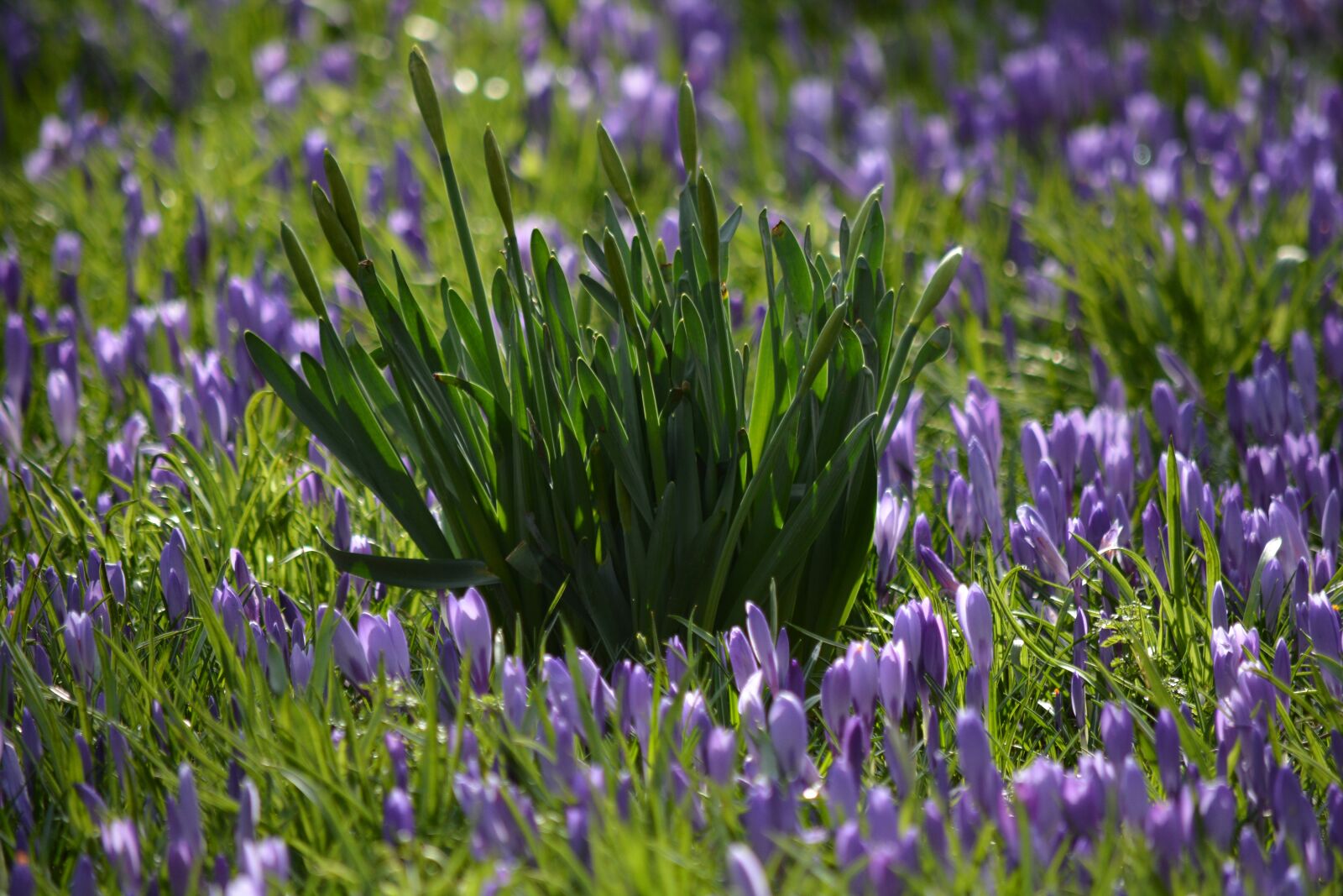 Nikon D7100 sample photo. Nature, flowers, crocus photography