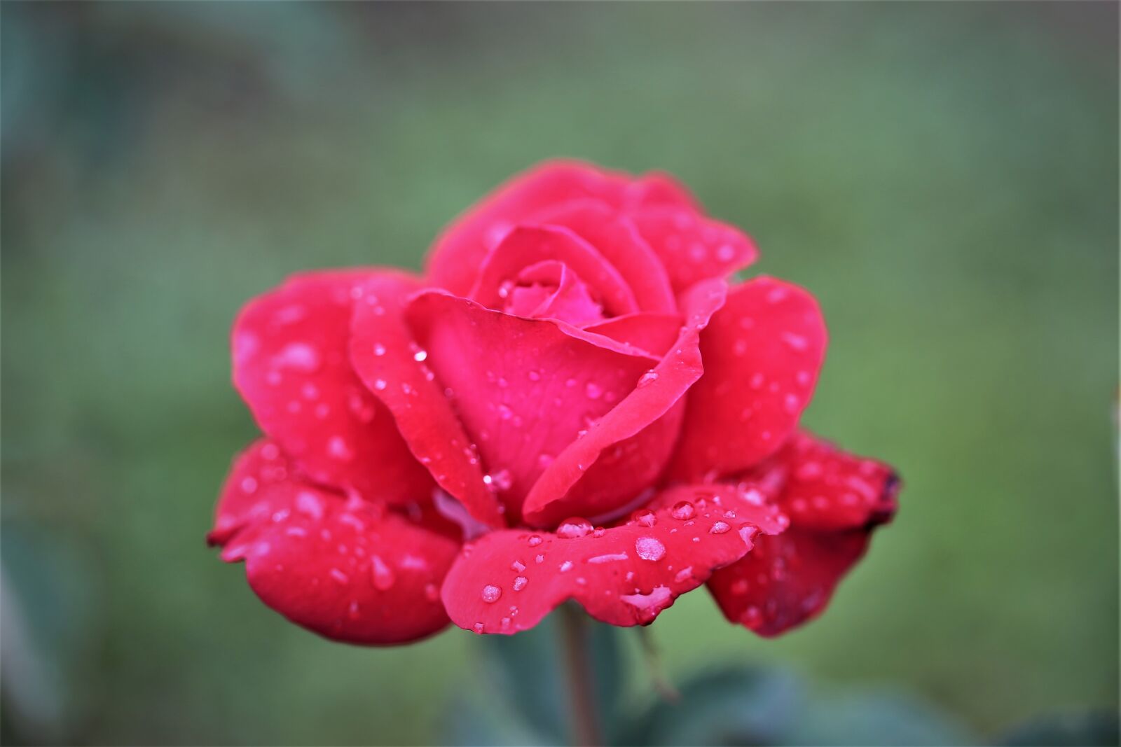 Canon EOS 6D + Canon EF 100mm F2.8 Macro USM sample photo. Red rose, after rain photography