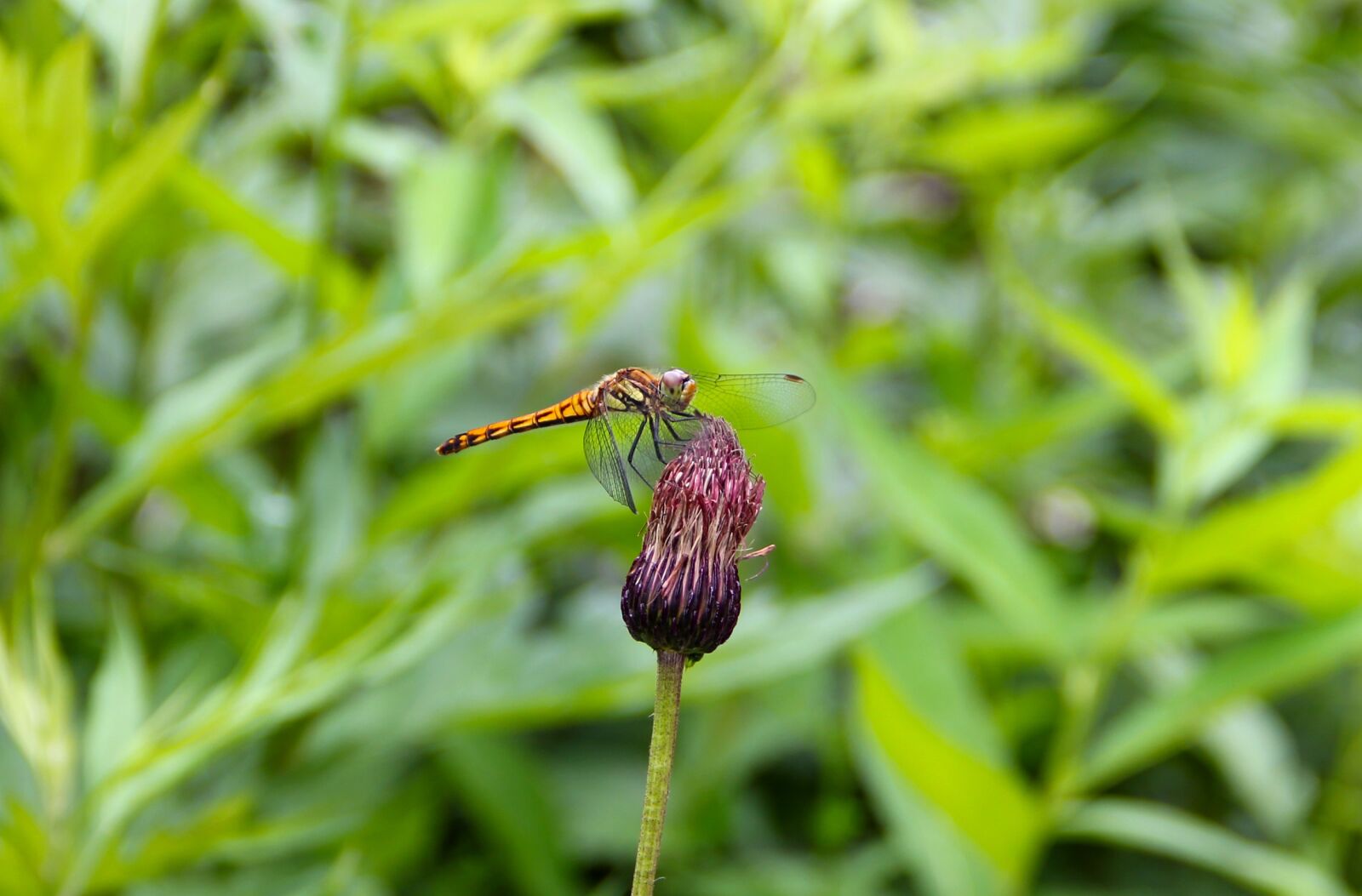 Canon EOS 550D (EOS Rebel T2i / EOS Kiss X4) sample photo. Dragonfly, note thistle, oze photography