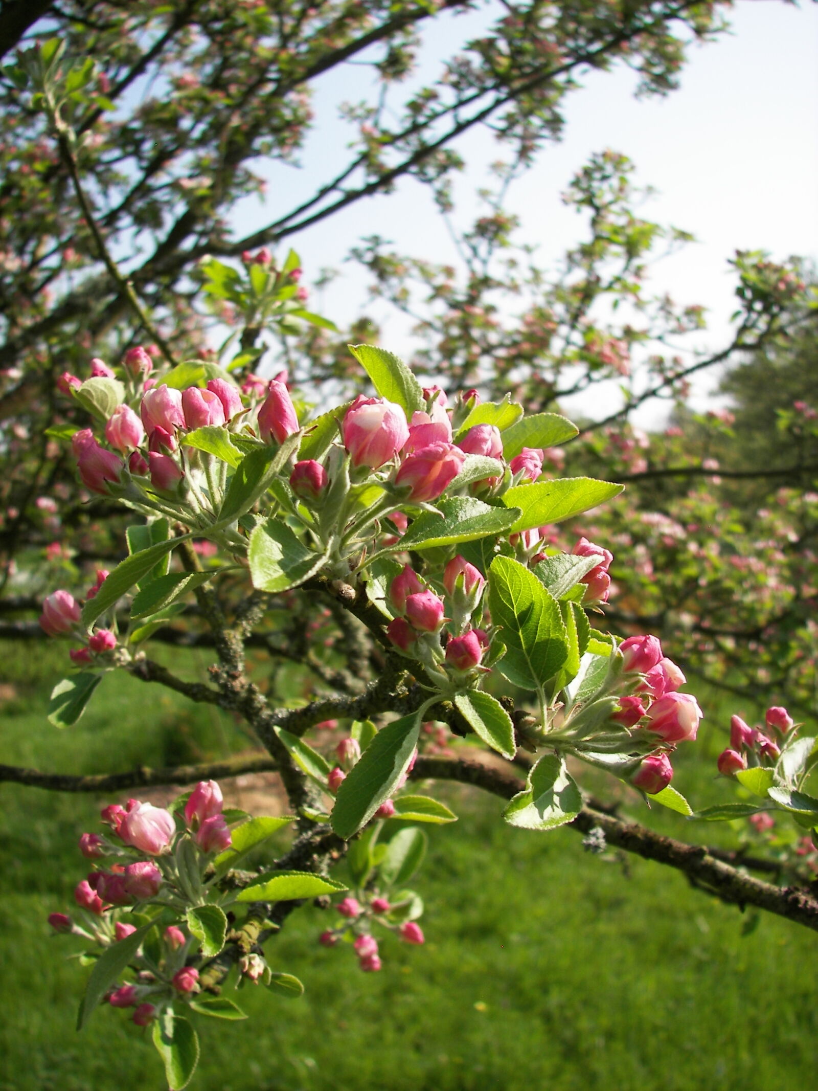Kodak P850 ZOOM DIGITAL CAMERA sample photo. Apple, tree, appleblossom, blossom photography