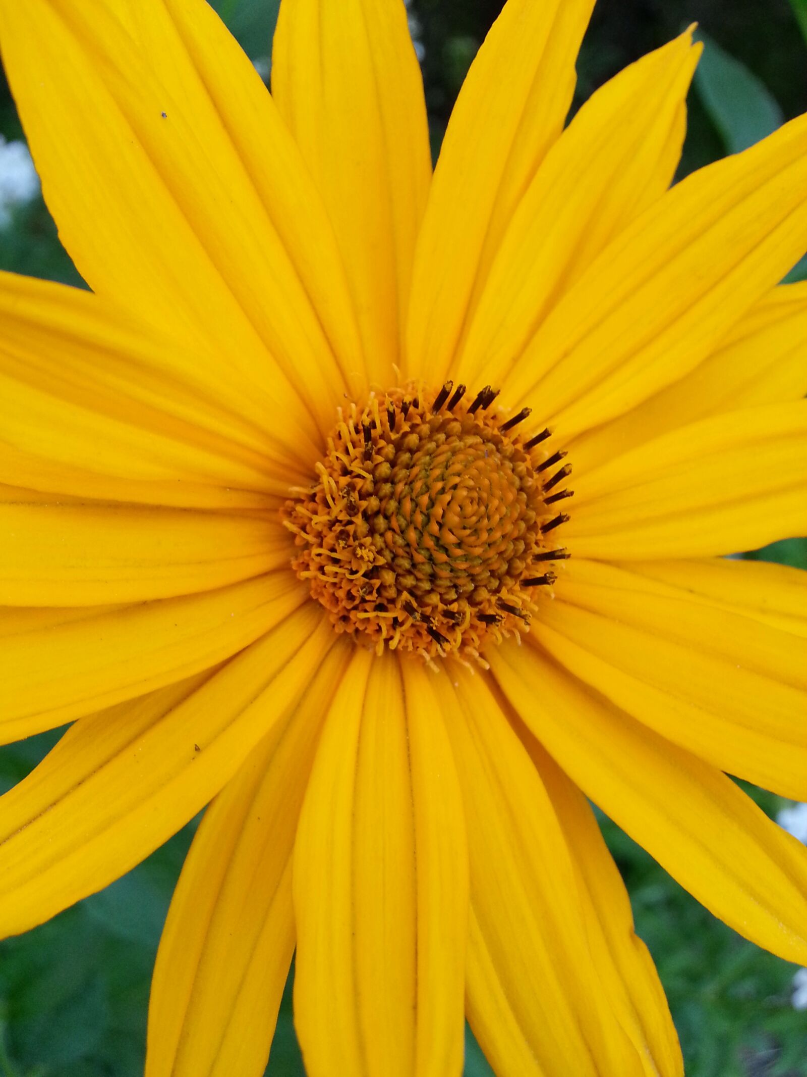 Samsung Galaxy S3 sample photo. Flower, yellow, petals photography