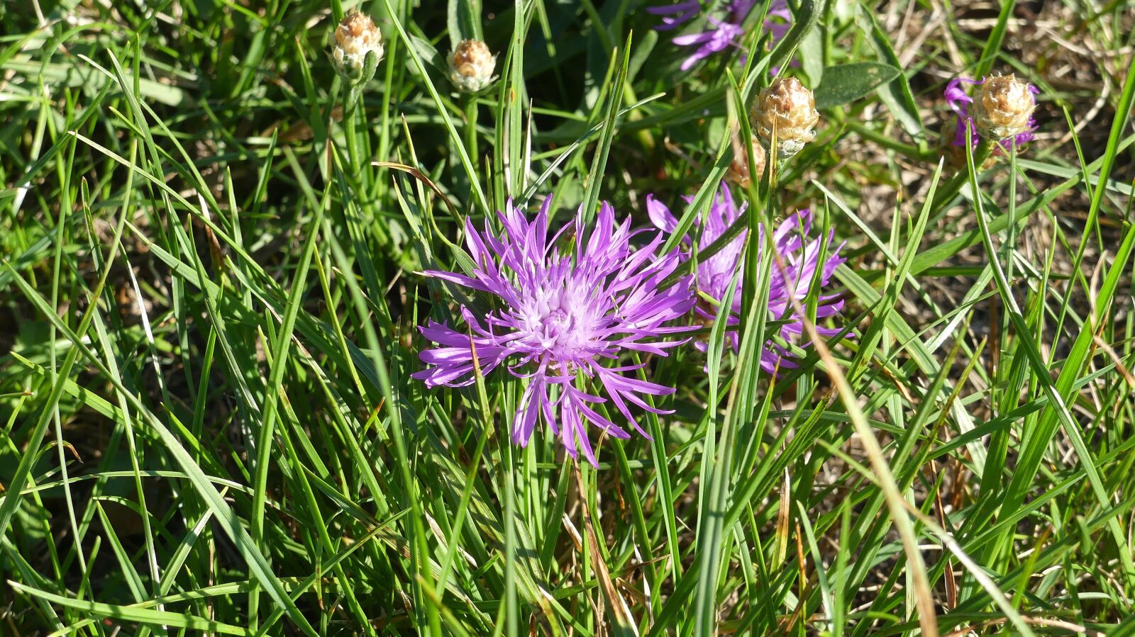 Panasonic Lumix DMC-FZ300 sample photo. Wild flower, pointed flower photography