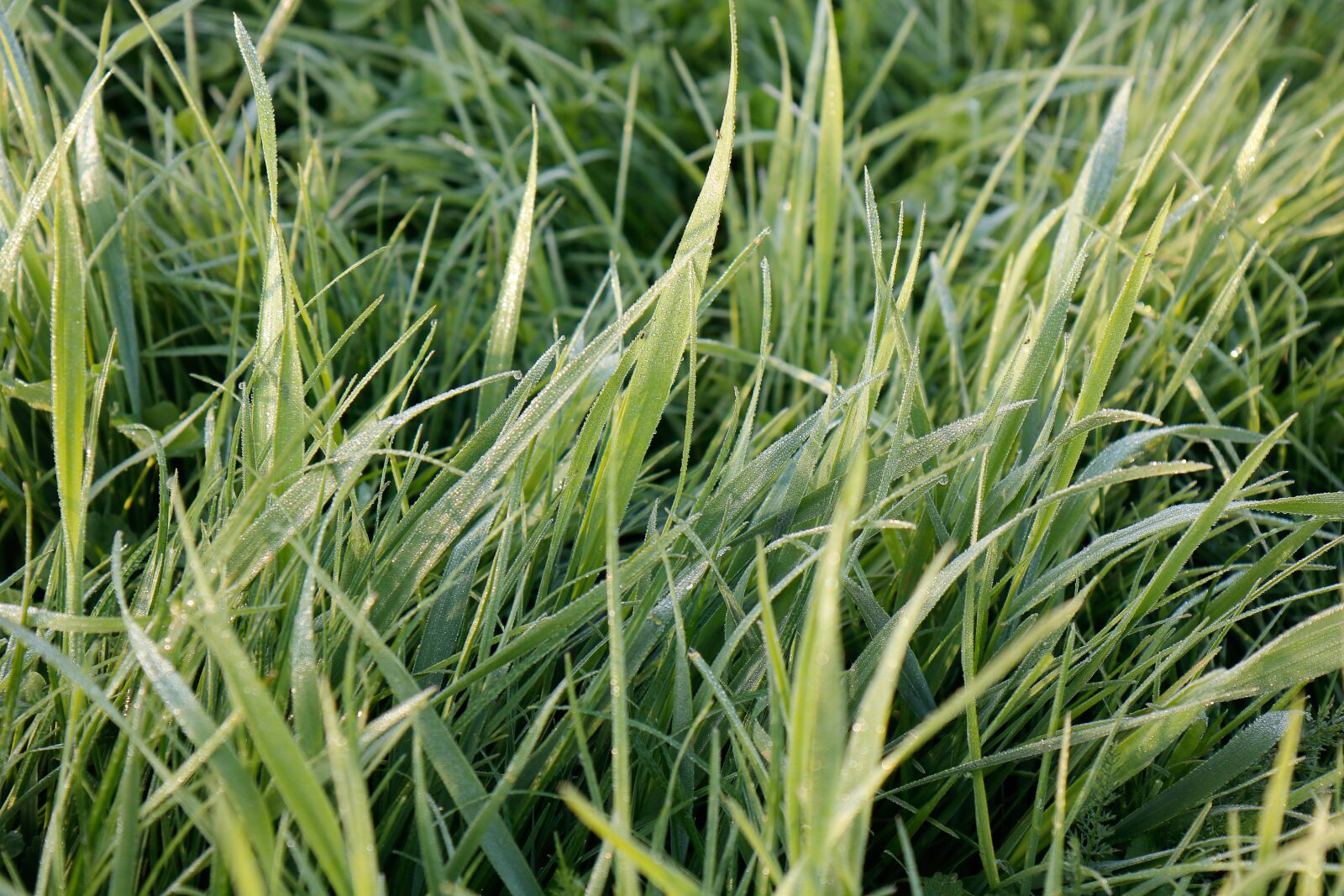 Canon EOS 750D (EOS Rebel T6i / EOS Kiss X8i) + Sigma 12-24mm f/4.5-5.6 EX DG ASPHERICAL HSM + 1.4x sample photo. Grass, green, dew photography