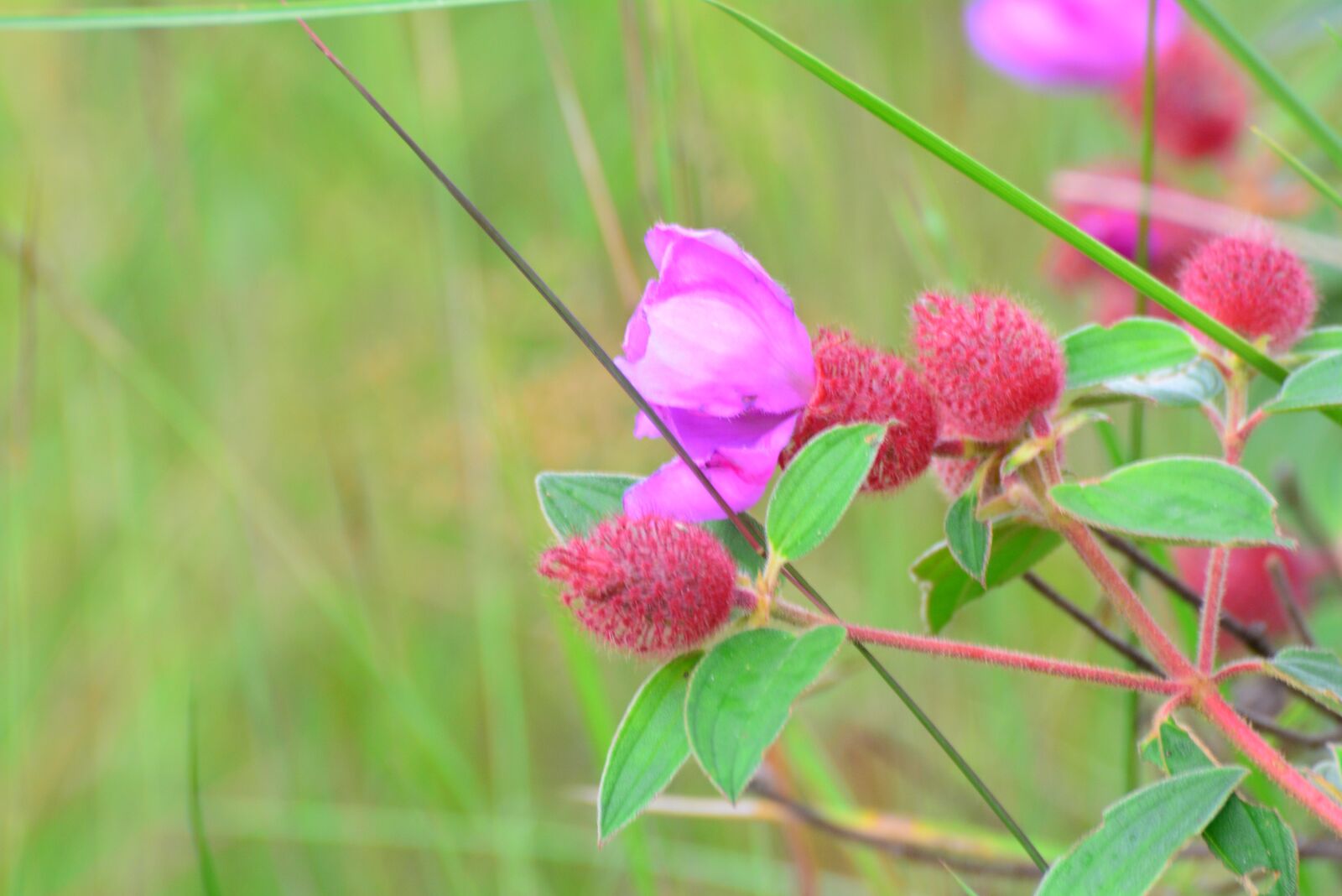 Nikon D5200 sample photo