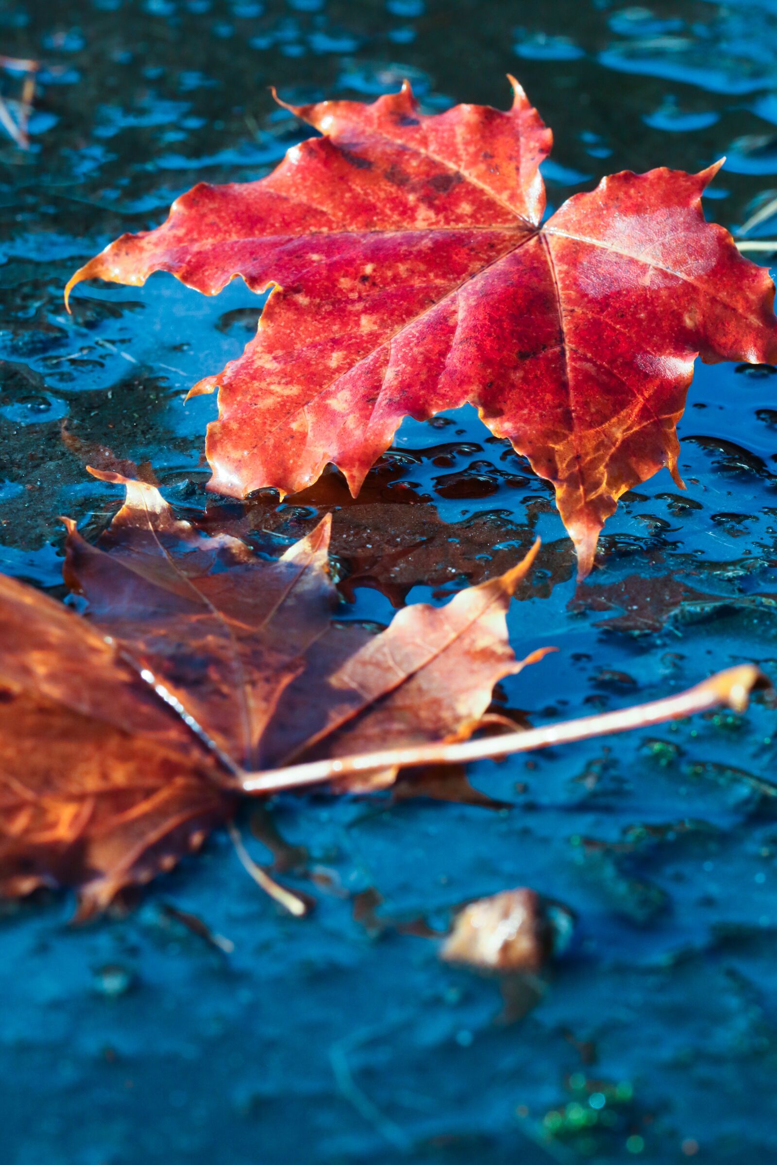 Canon EOS 7D Mark II sample photo. Leaf, autumn, puddle photography