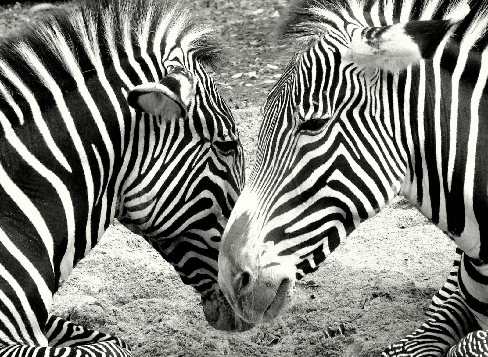 Fujifilm FinePix S100fs sample photo. Zebras, zoo, black and photography