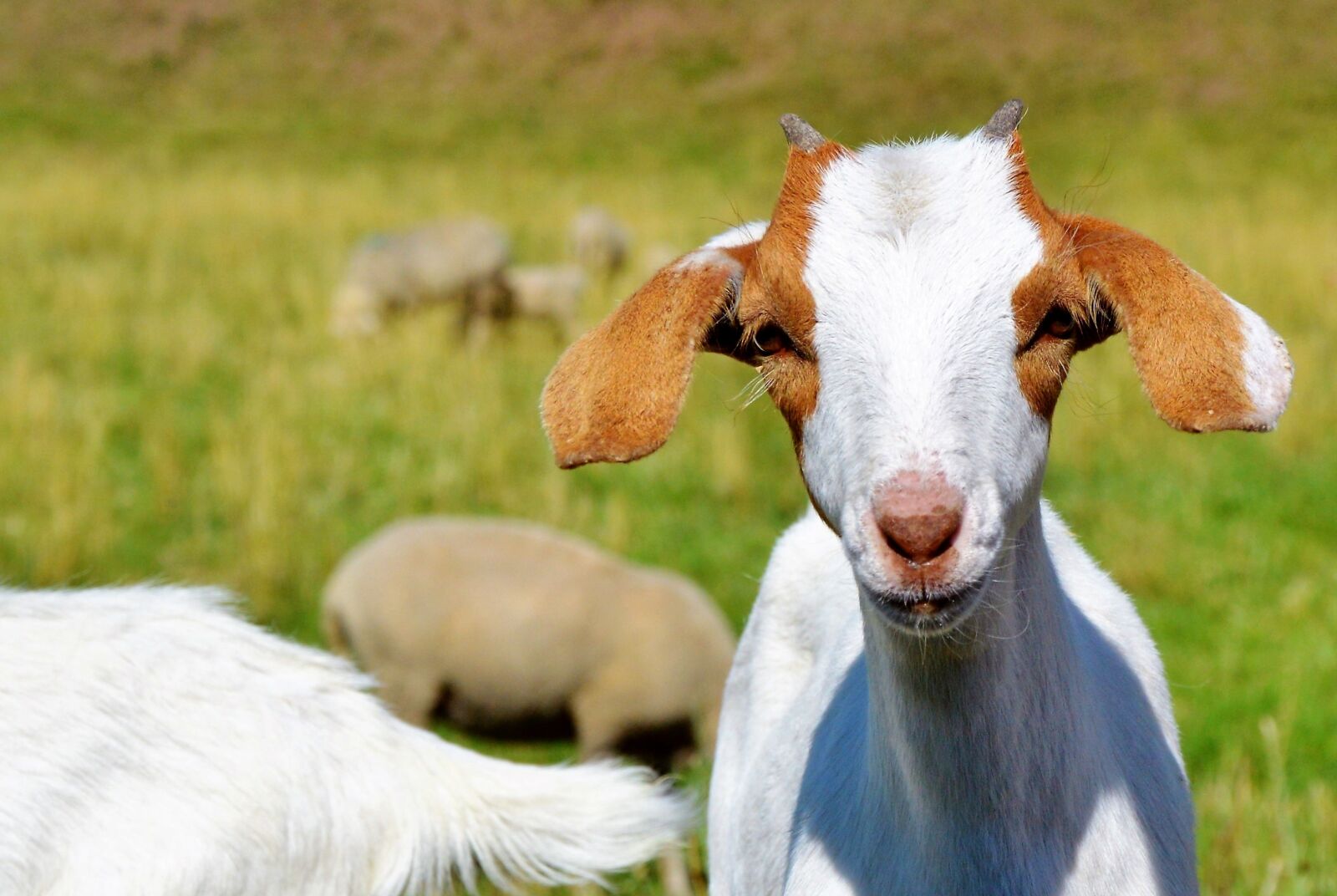Nikon D3200 sample photo. Goat, prima donna, geiss photography