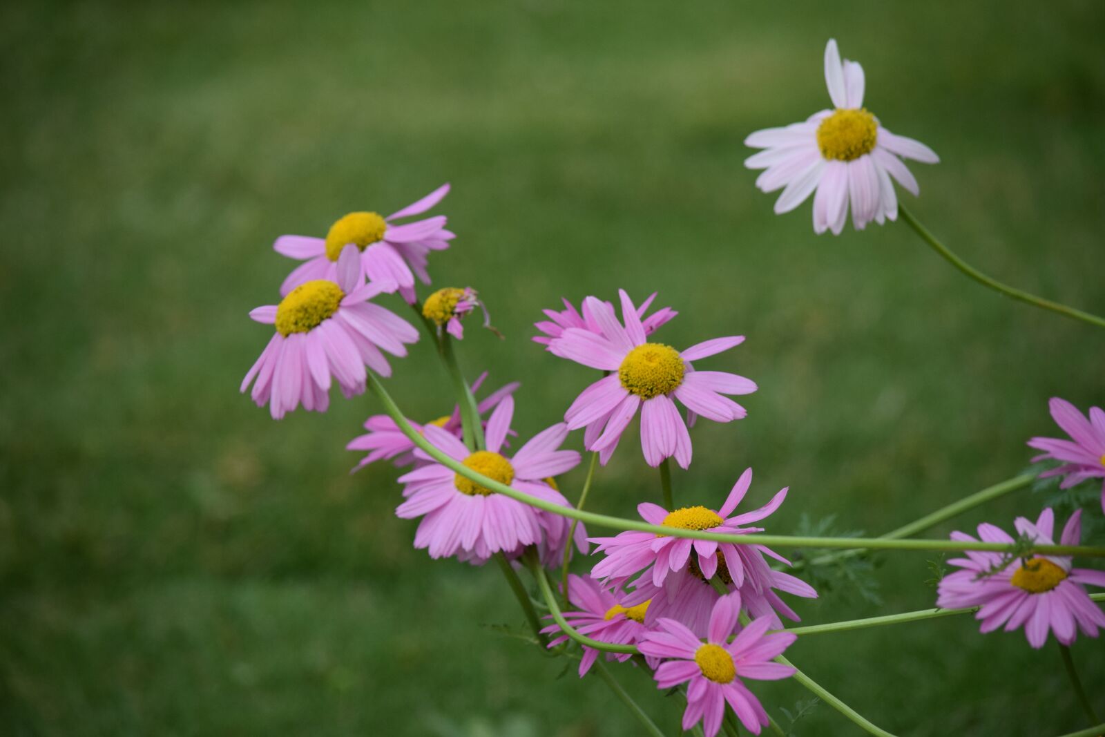 Nikon D5300 sample photo. Pink, daisy, spring photography