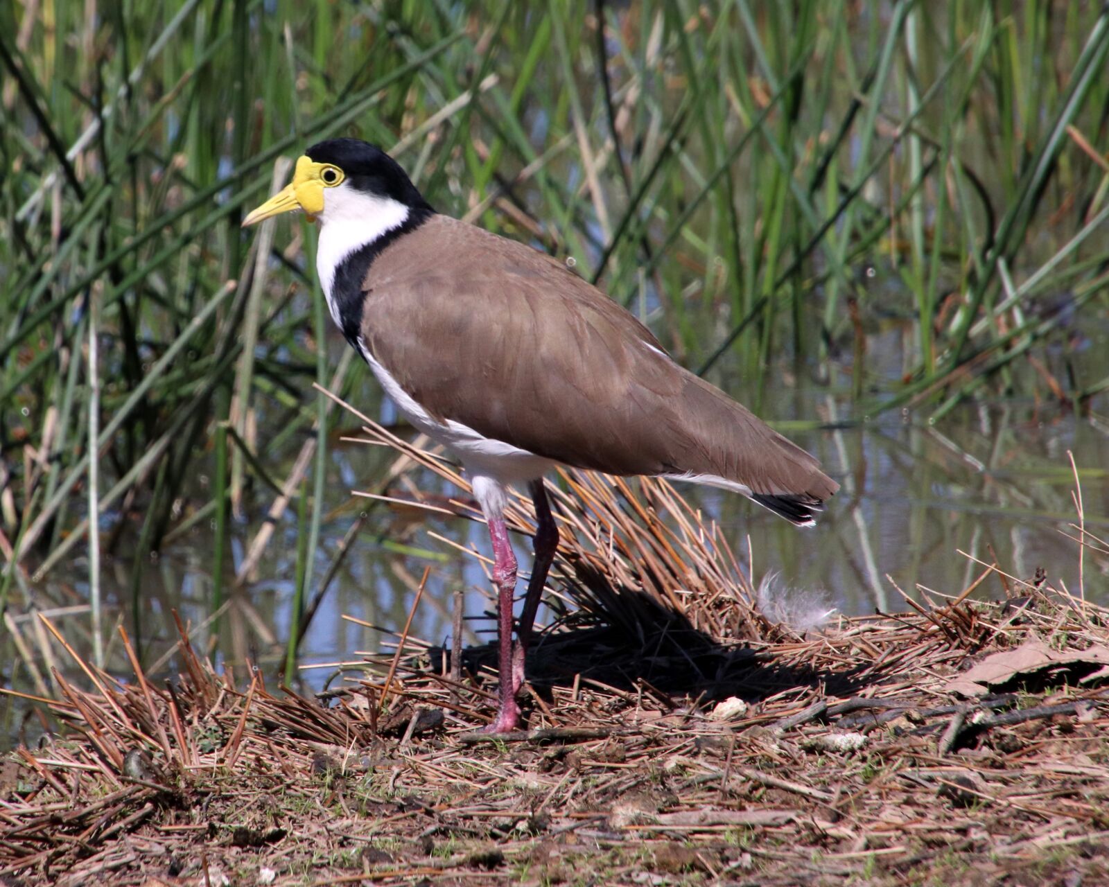Canon EOS 800D (EOS Rebel T7i / EOS Kiss X9i) sample photo. Bird, lapwing, australian photography