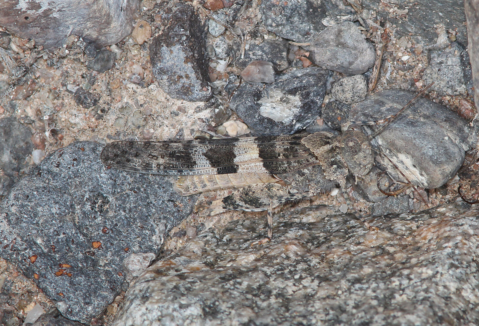 Canon EF 300mm F4L IS USM sample photo