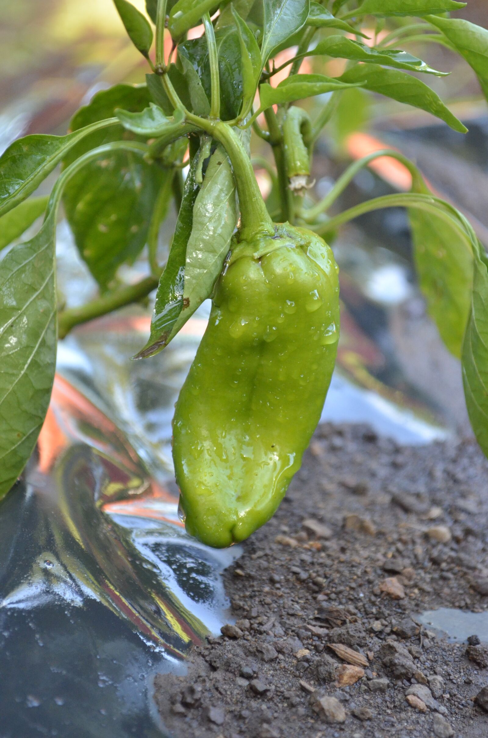 Nikon D5100 sample photo. Chiltoma, green, nicaraguan photography