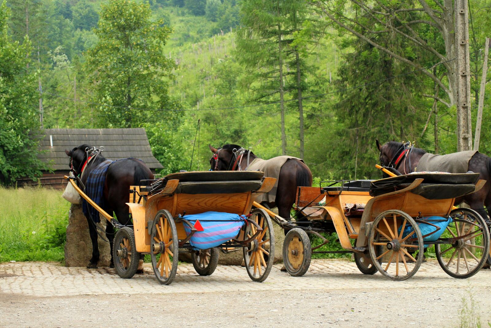 Canon EOS 1200D (EOS Rebel T5 / EOS Kiss X70 / EOS Hi) sample photo. Horses, horse bridles, carriages photography