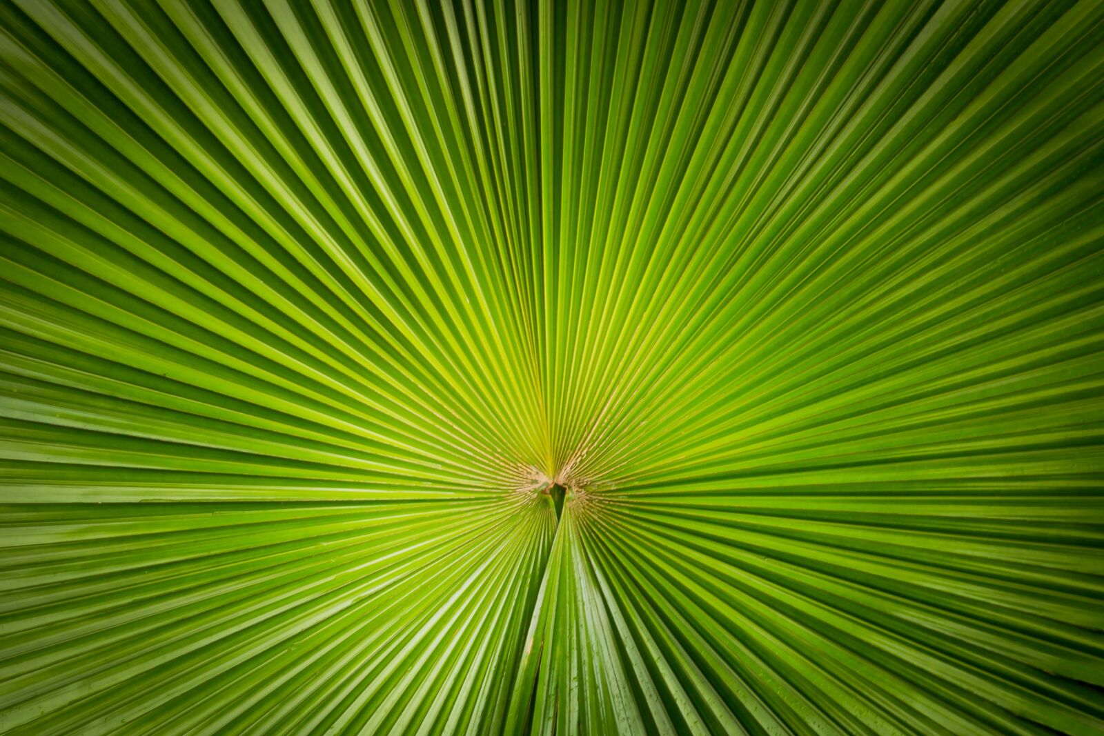 Canon EOS 600D (Rebel EOS T3i / EOS Kiss X5) sample photo. Plant, nature, symmetry photography