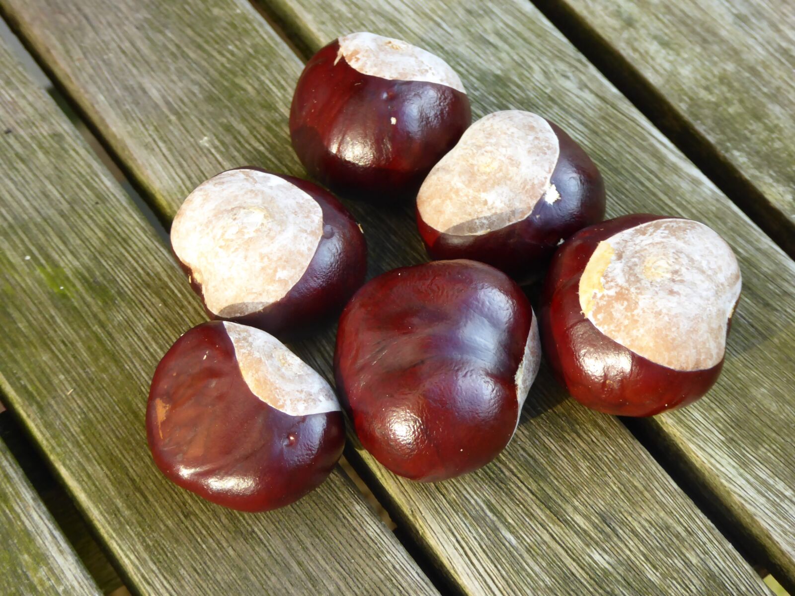 Panasonic DMC-TZ61 sample photo. Chestnut, collected, autumn photography