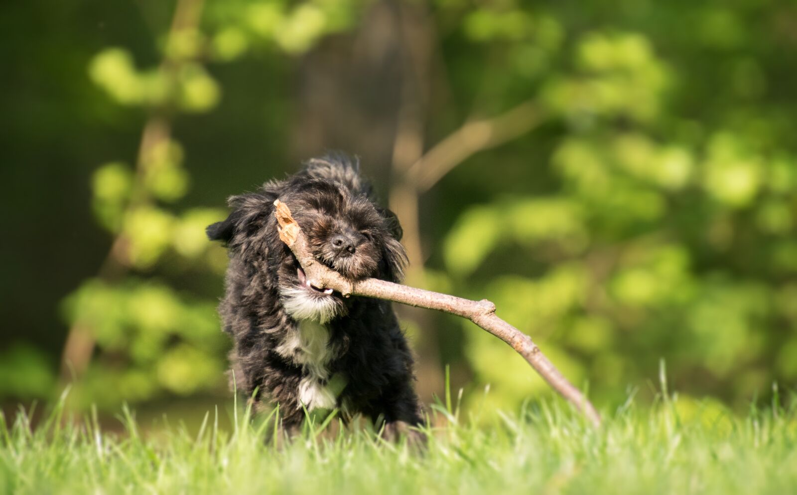 Nikon D3300 sample photo. Nature, grass, animal photography
