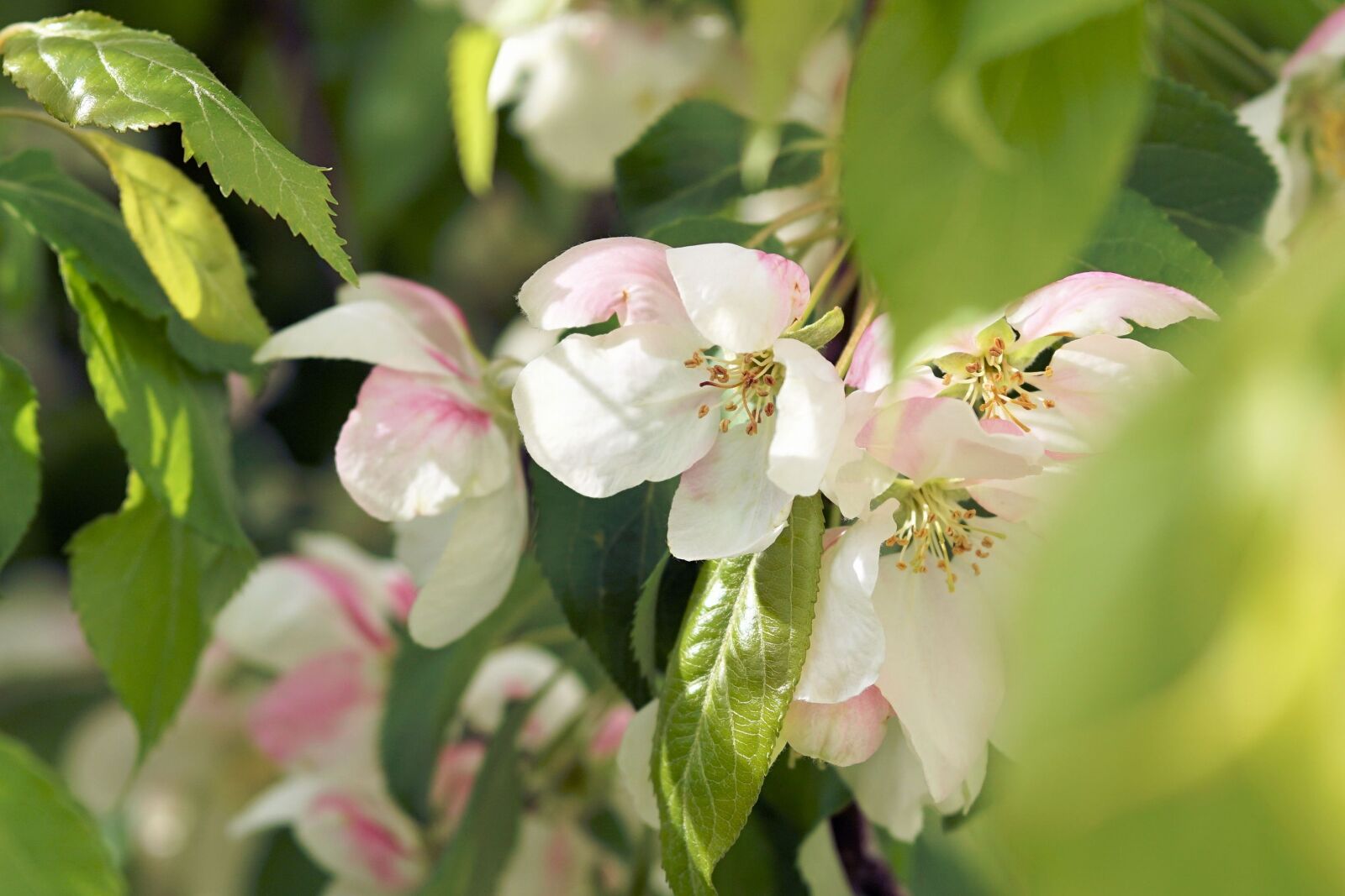 Sony a6000 + E 60mm F2.8 sample photo. Flowers, spring, plant photography