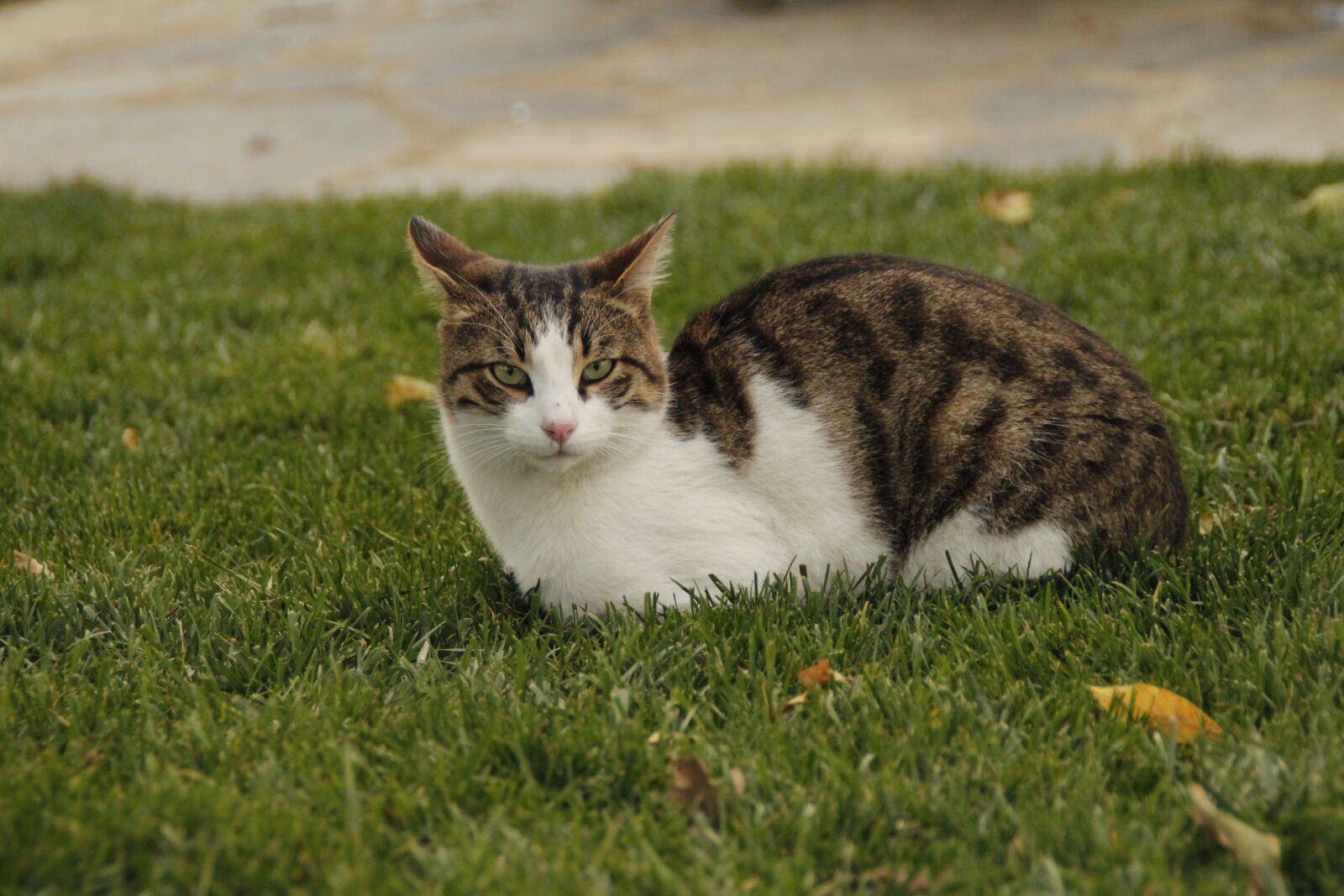 Canon EOS 600D (Rebel EOS T3i / EOS Kiss X5) sample photo. Cat, nature, cute photography