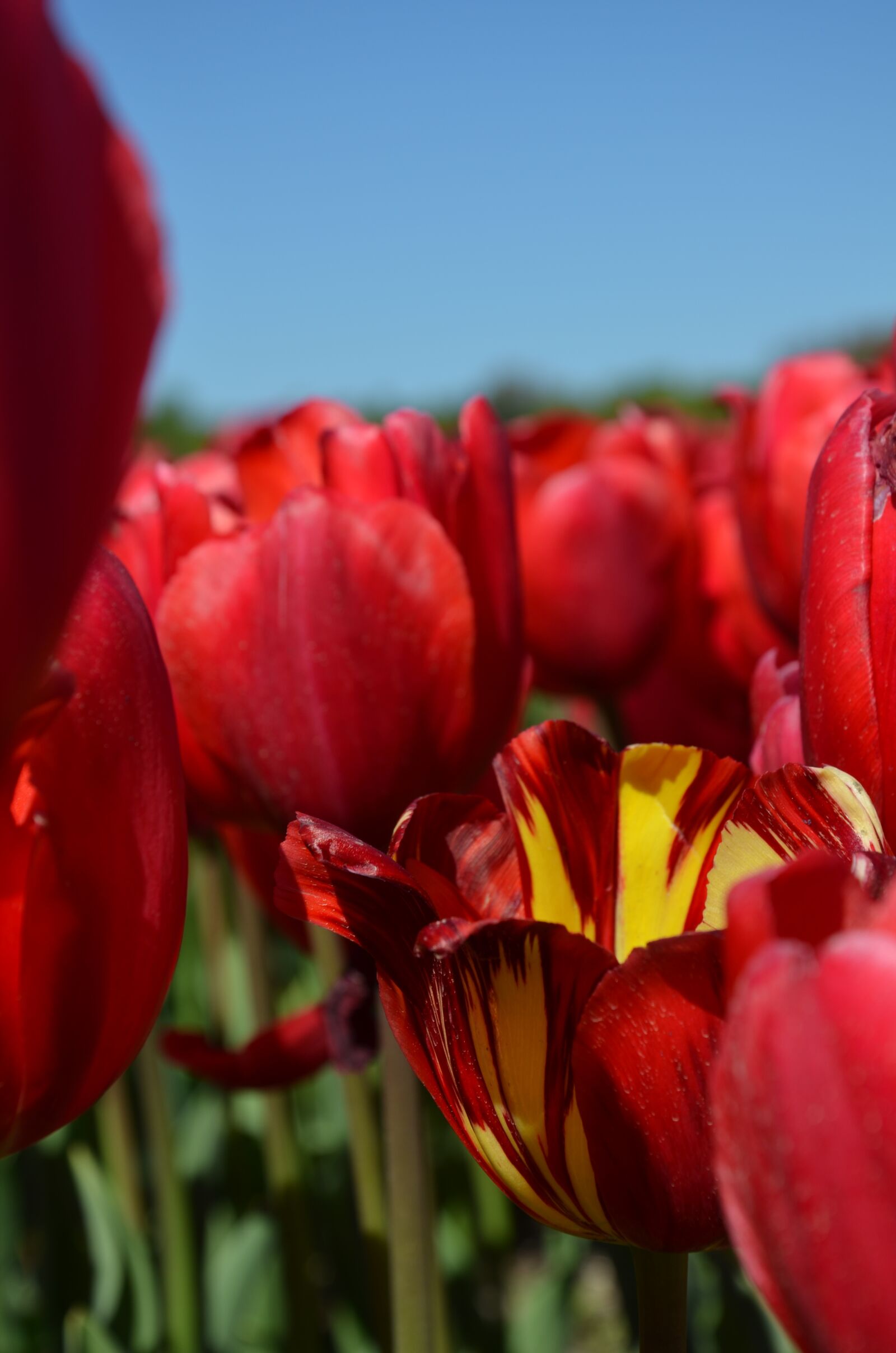 Nikon D5100 sample photo. Flowers, red, tulips photography