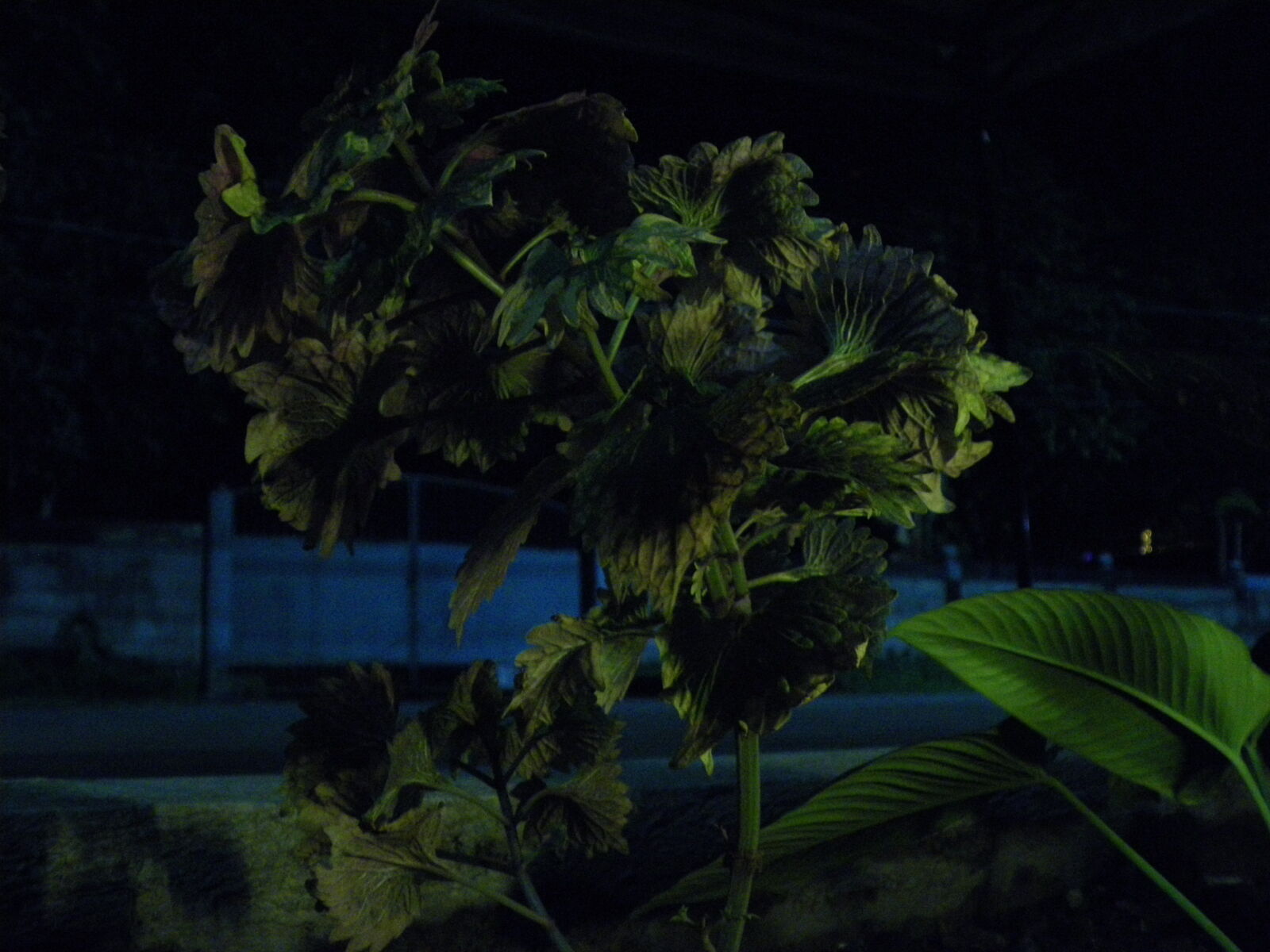 Pentax Optio M60 sample photo