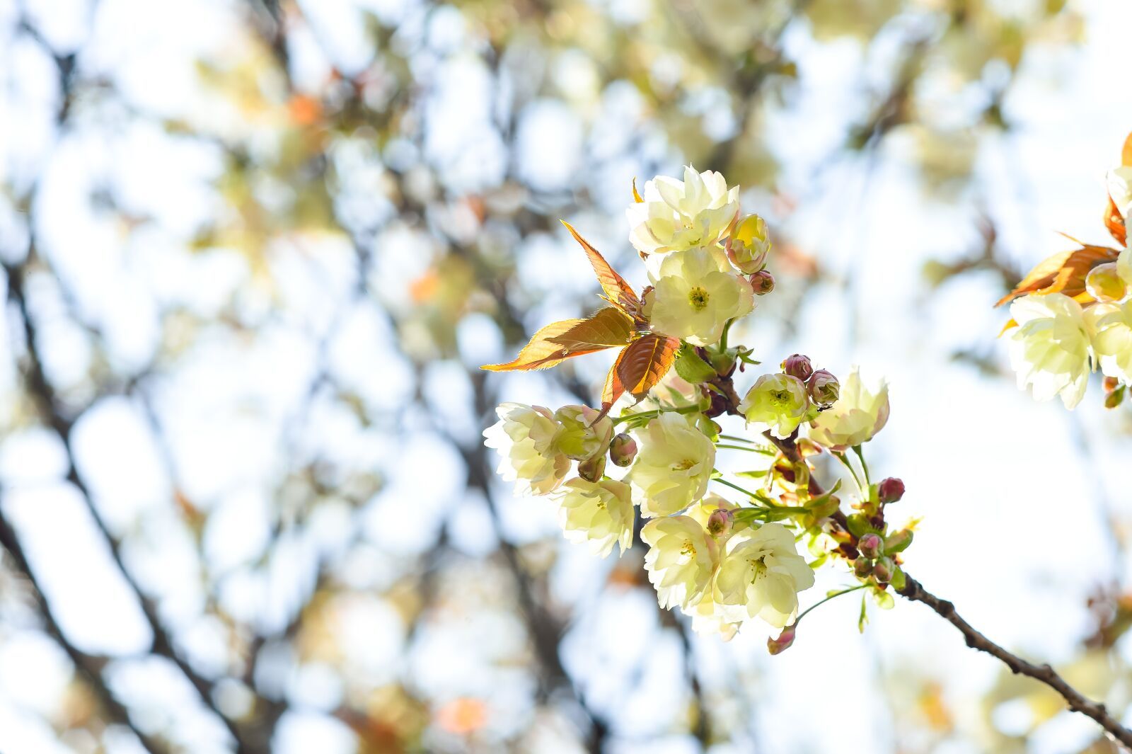 Nikon Df sample photo. Flowers, natural, cherry photography
