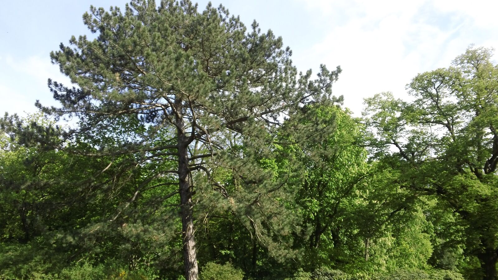 Sony MHS-TS20 sample photo. Tree, pine, nature photography