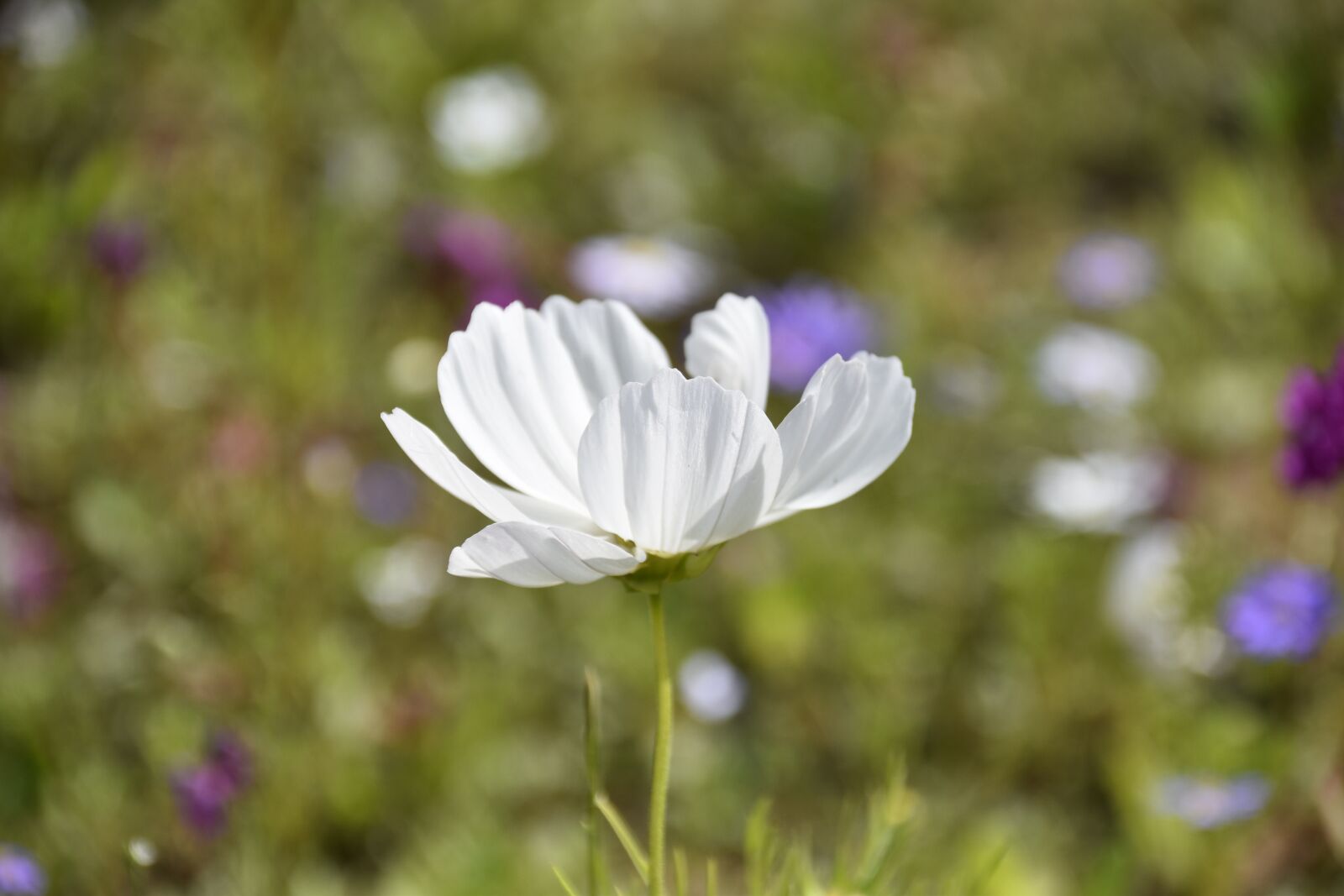 Nikon D5600 sample photo. Flower, flower color white photography
