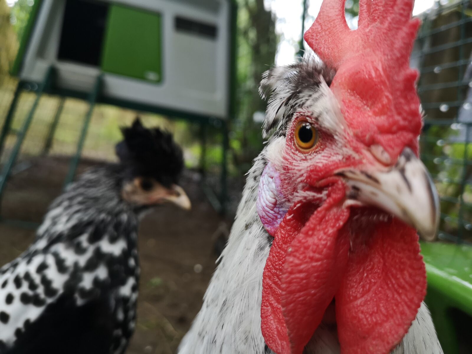HUAWEI CLT-L29 sample photo. Hahn, chickens, egg photography