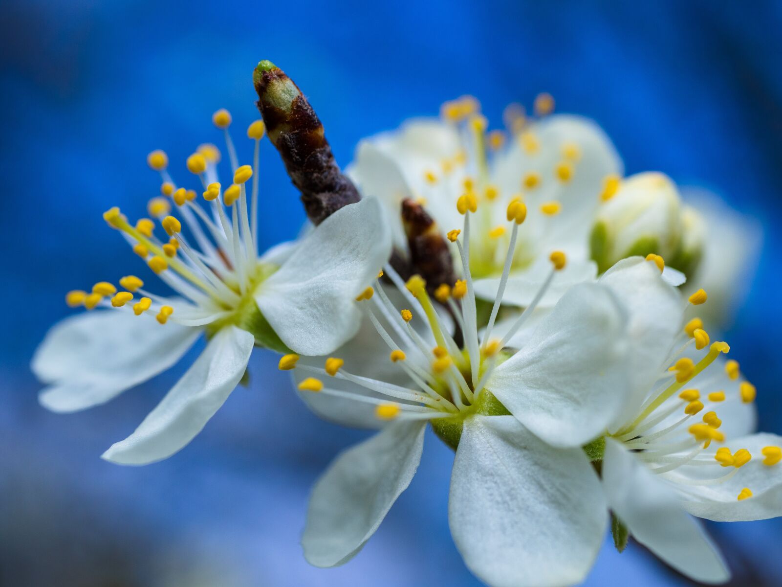 Panasonic Lumix G Macro 30mm F2.8 ASPH Mega OIS sample photo. Flowers, bloom, branch photography