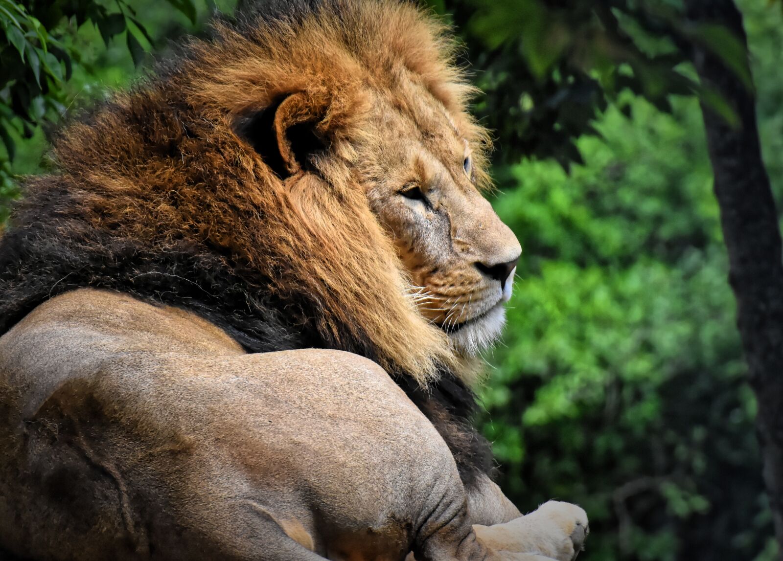 Nikon D7200 sample photo. Lion, predator, dangerous photography