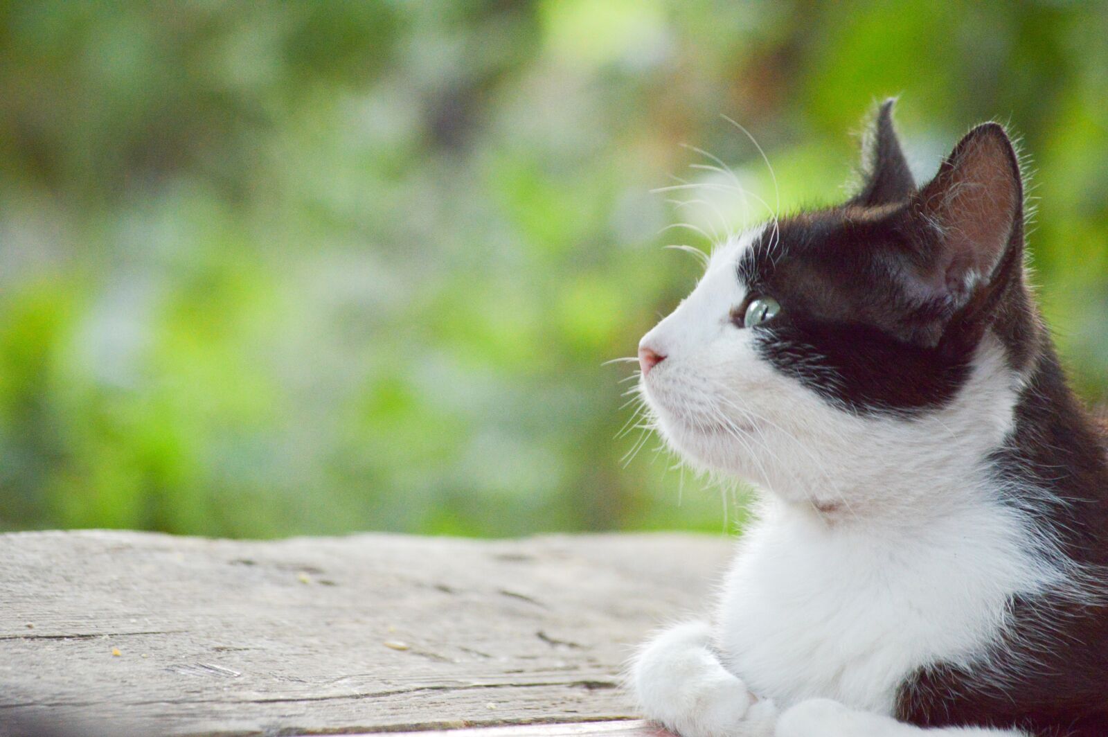 Nikon D3200 sample photo. Thinking cat, black, white photography