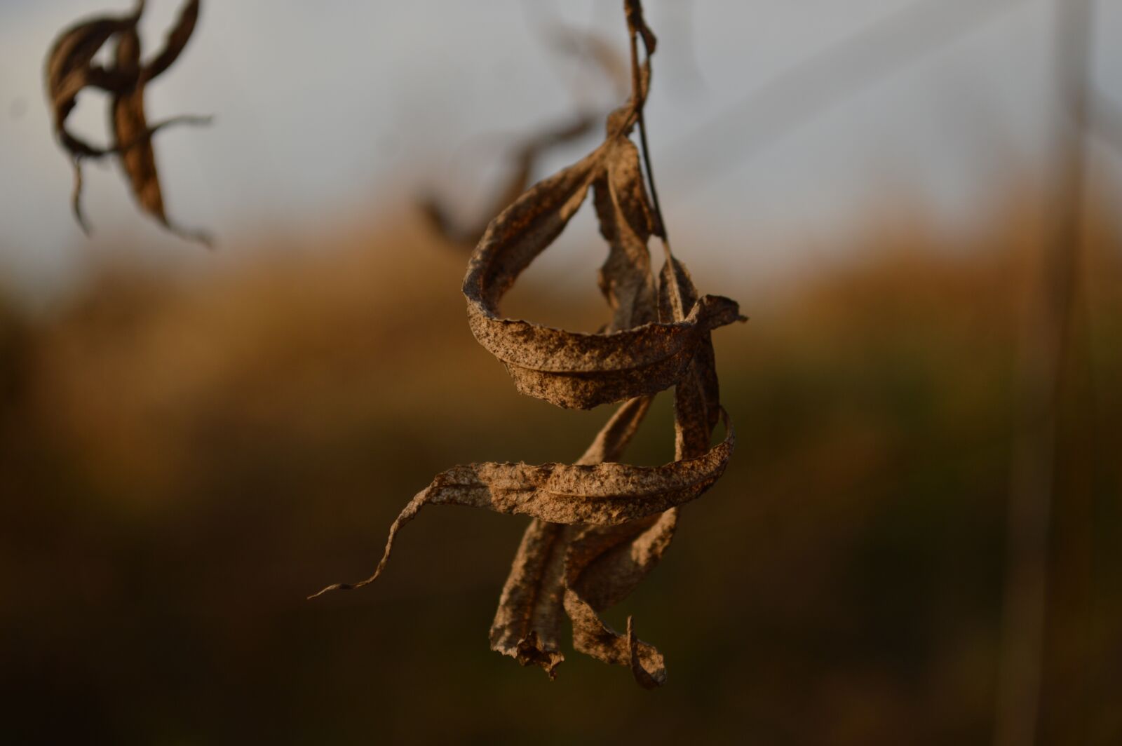 Nikon D3200 sample photo. Brown, fall, leaf photography