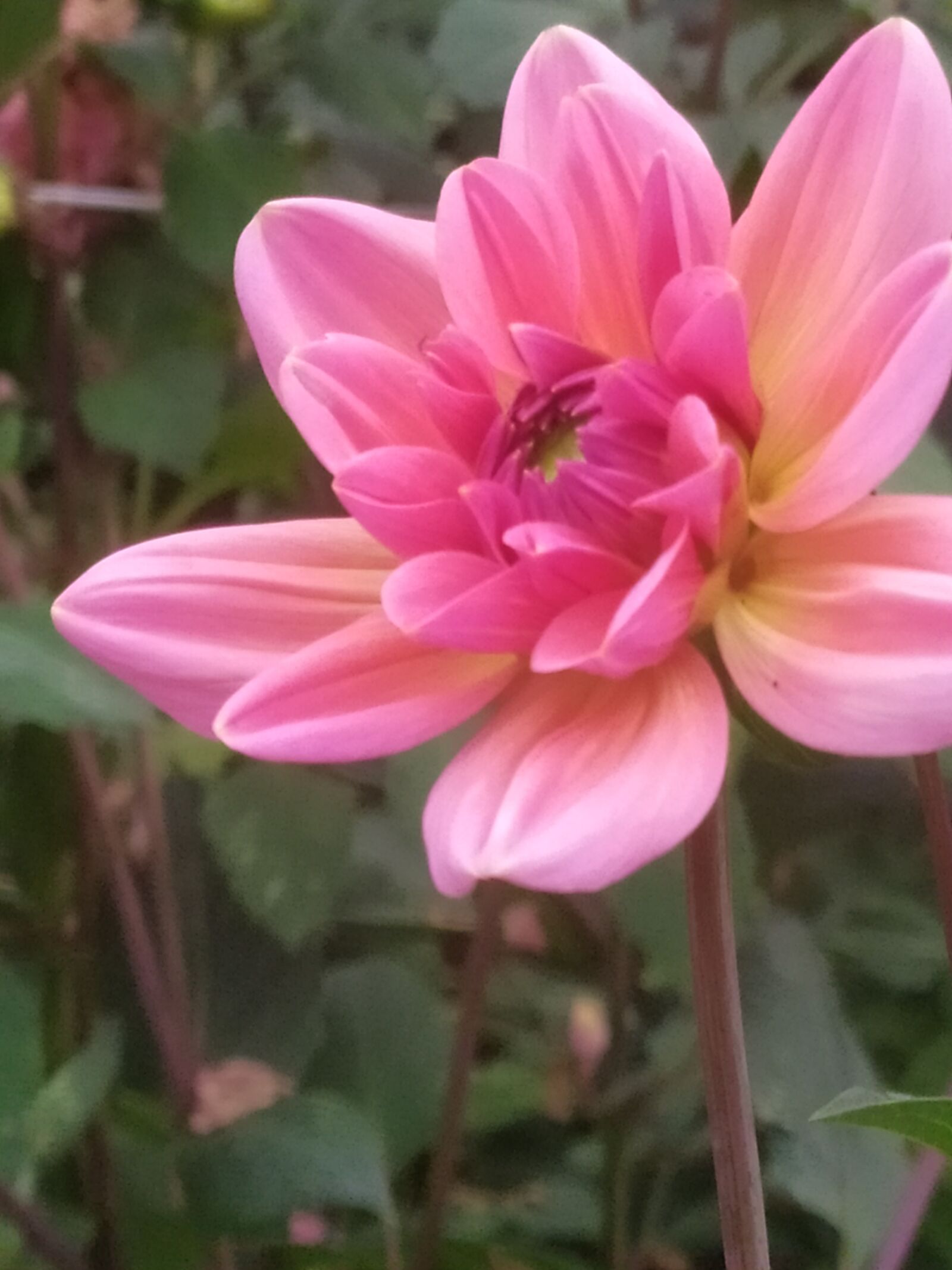 Xiaomi Redmi Note 7 sample photo. Nature, summer, flowers photography