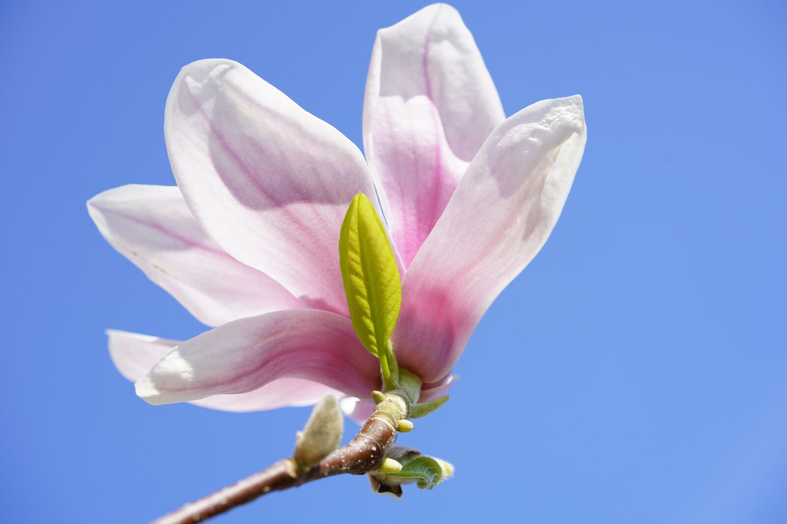 Sony a7R II sample photo. Magnolia blossom, tulip magnolia photography