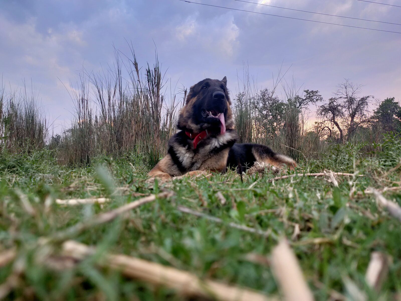 Realme 5 PRO sample photo. German shepherd, dog, puppy photography