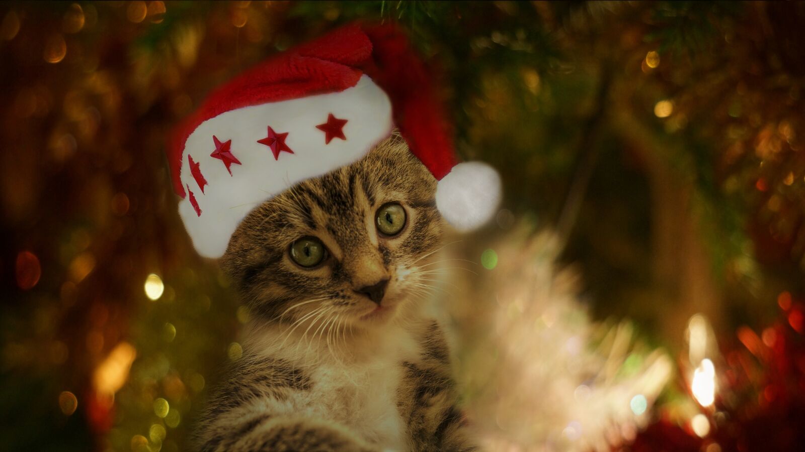 30mm F1.4 DC DN | Contemporary 016 sample photo. Cat, small, mackerel photography
