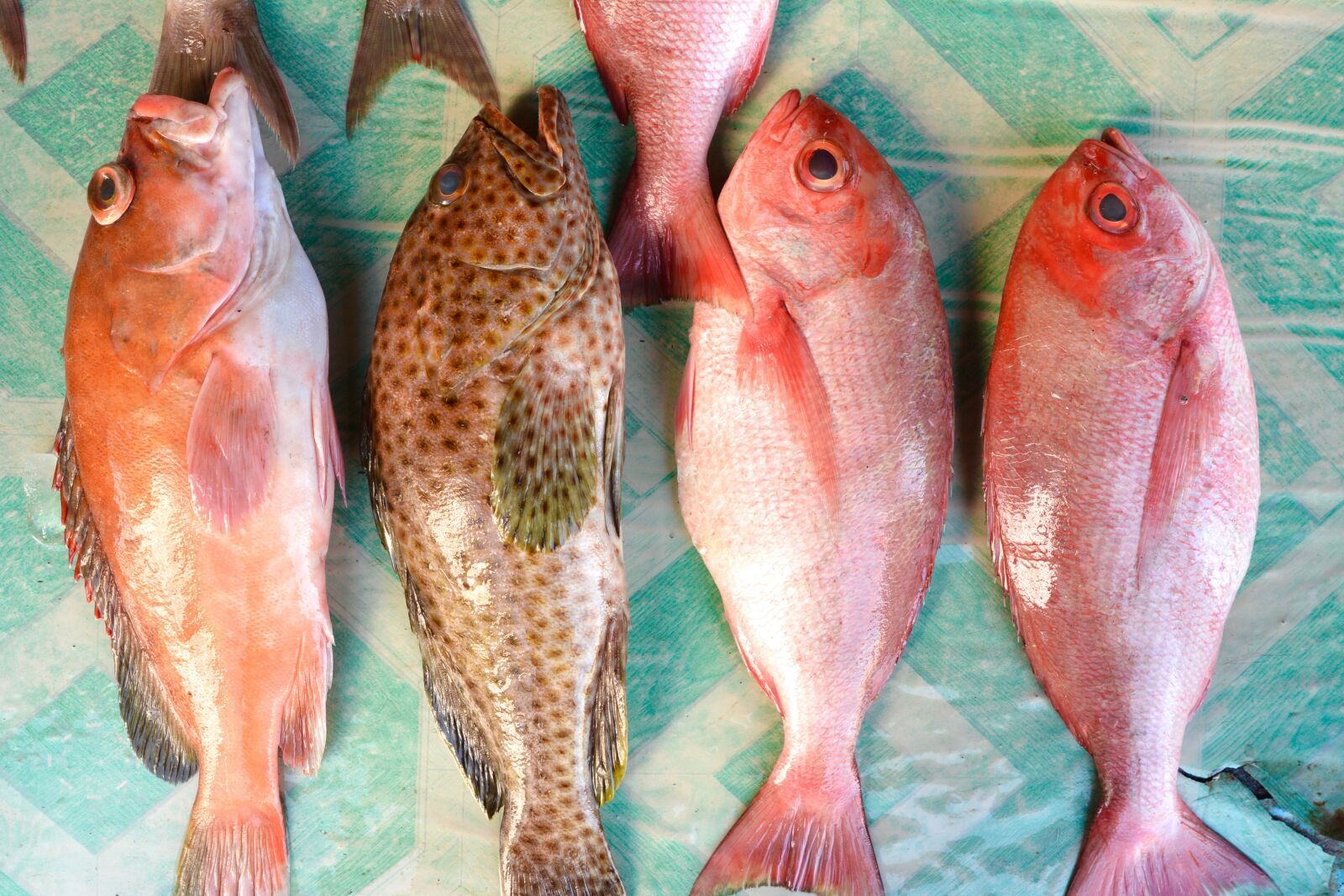 Nikon D7100 sample photo. Fish, indonesia, pink photography