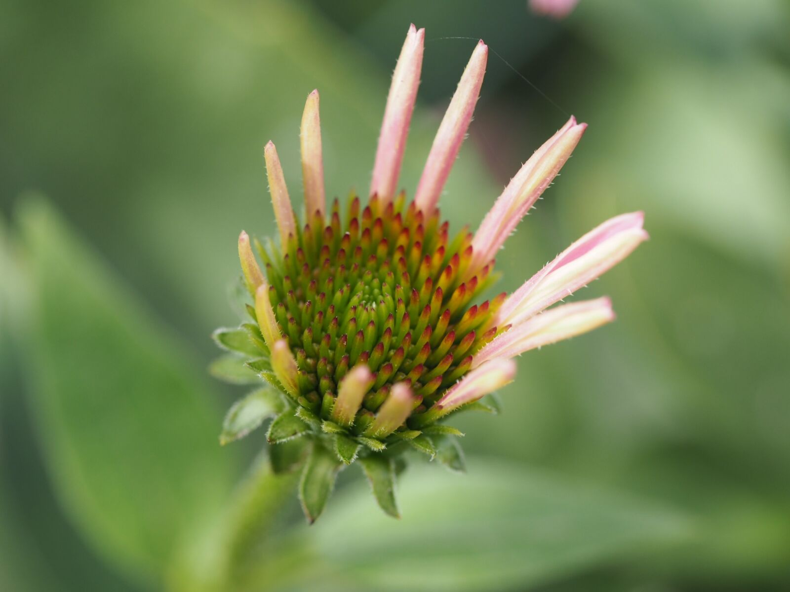 Olympus PEN E-PL7 sample photo. Flower, garden, fauna photography