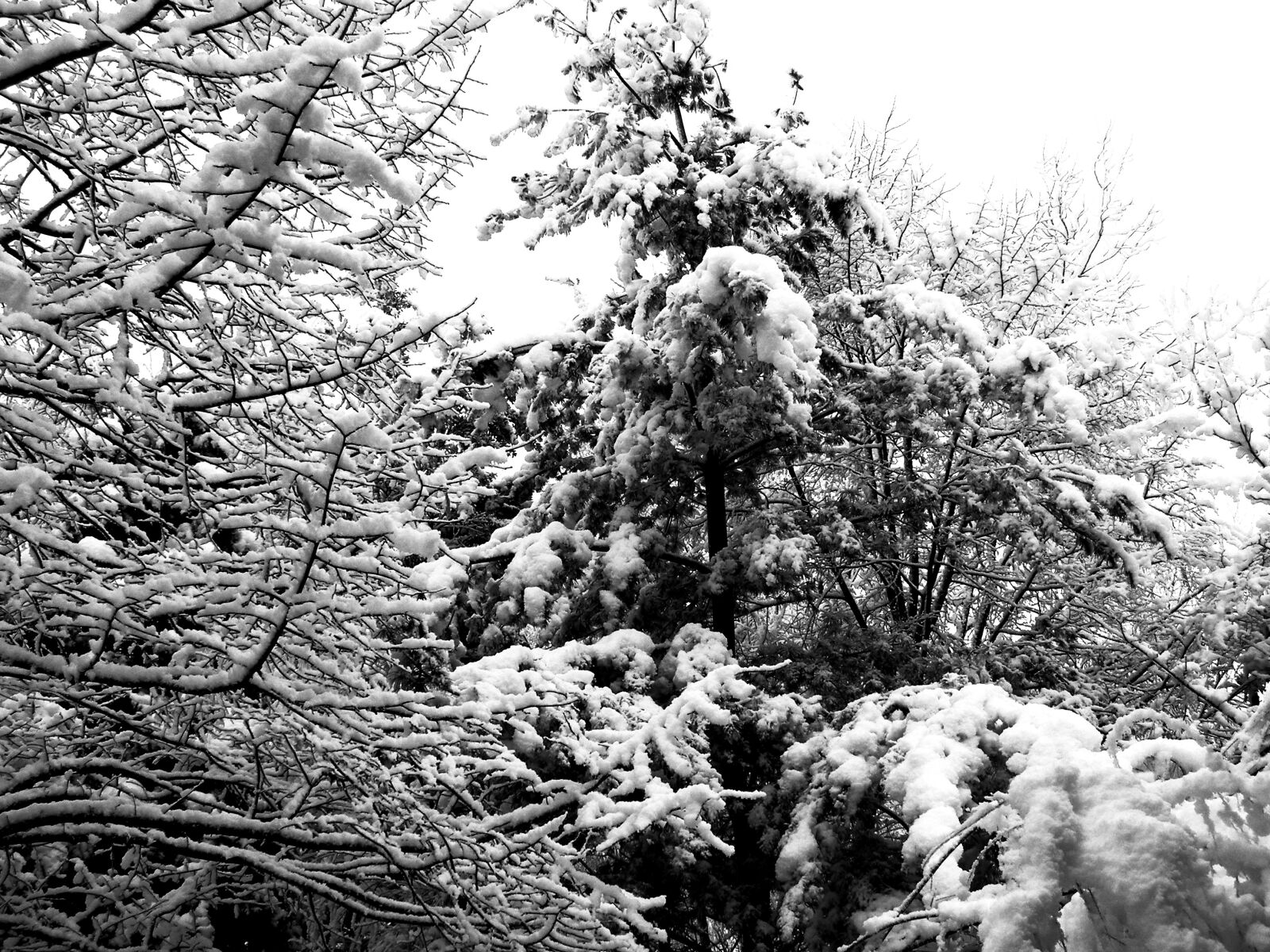 Olympus SP500UZ sample photo. Winter, tree, snow photography