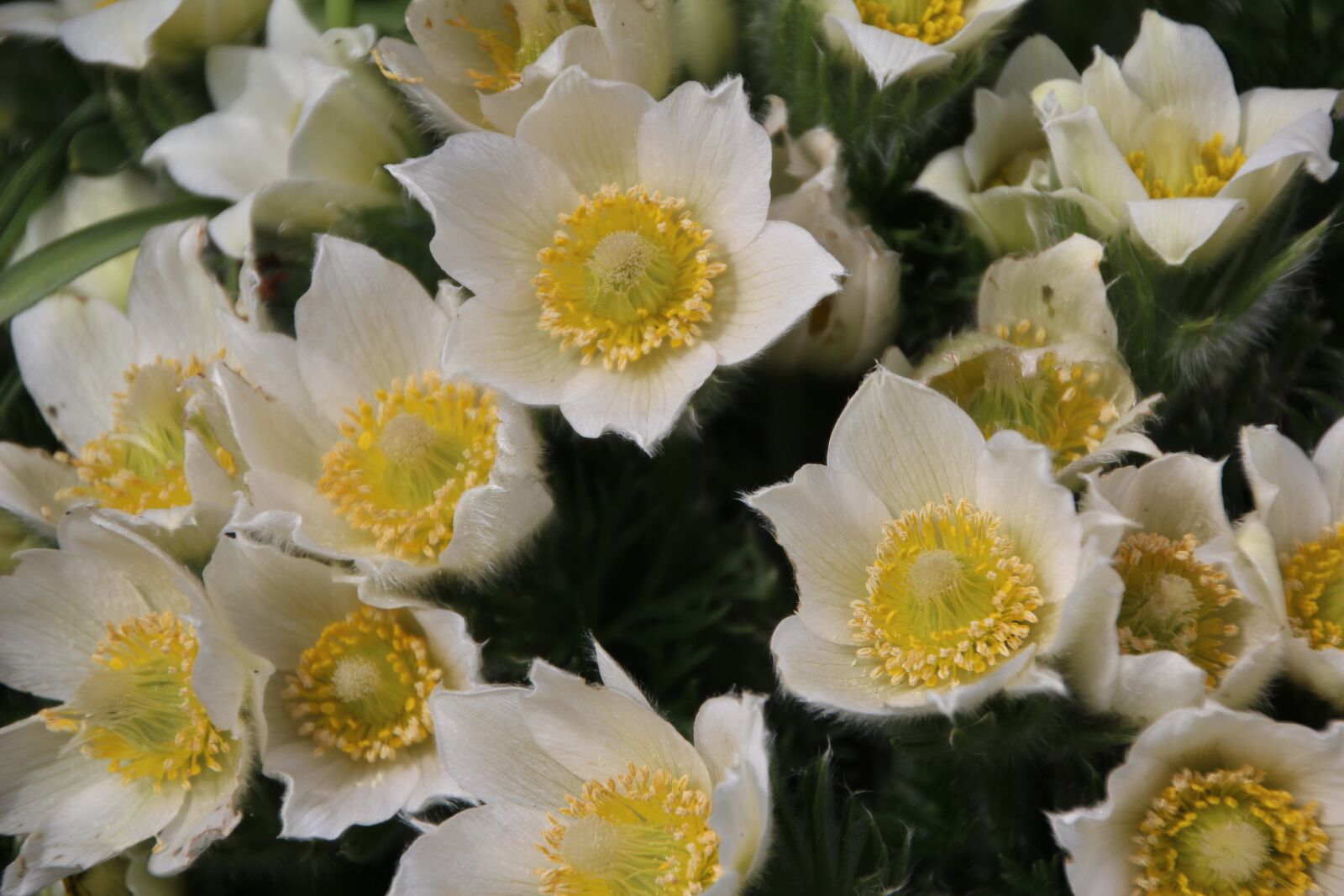 Canon EOS 600D (Rebel EOS T3i / EOS Kiss X5) sample photo. Flowering, white flowers, spring photography
