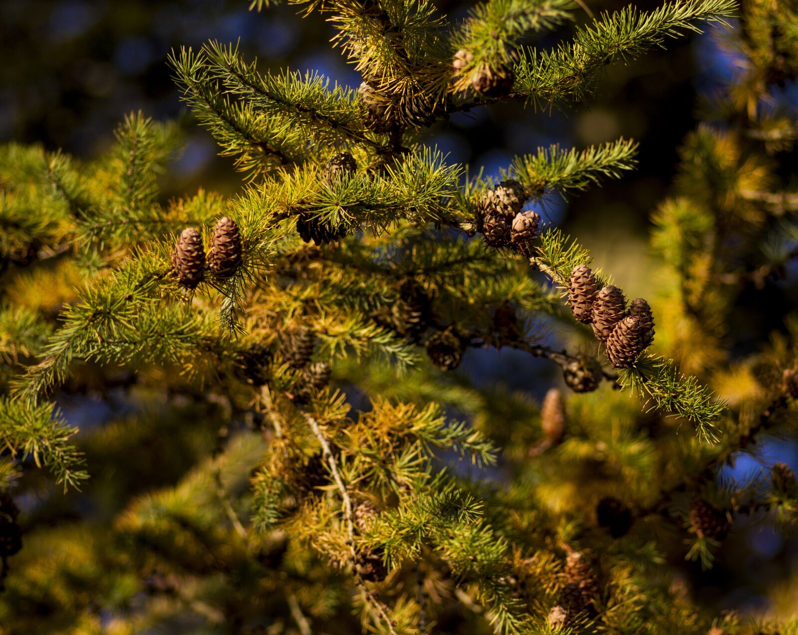 Canon EOS 7D + Tokina AT-X Pro 100mm F2.8 Macro sample photo. Larch, cones, larch cones photography