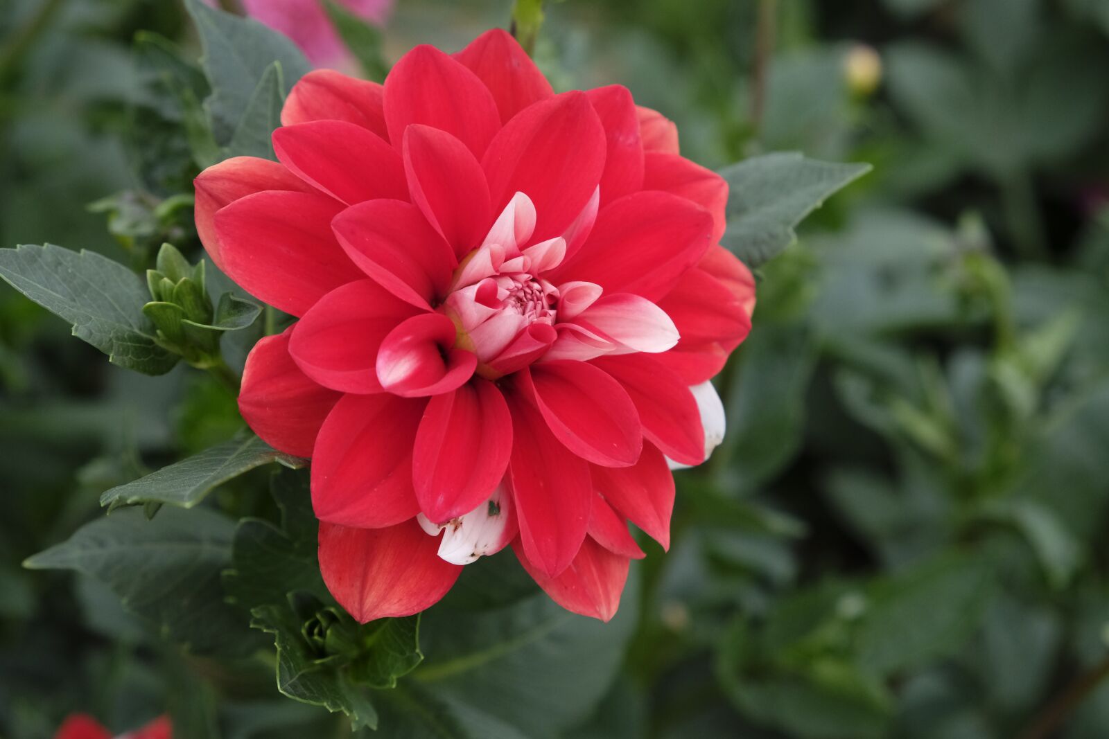 Fujifilm XF 18-55mm F2.8-4 R LM OIS sample photo. Flower, blossom, bloom photography